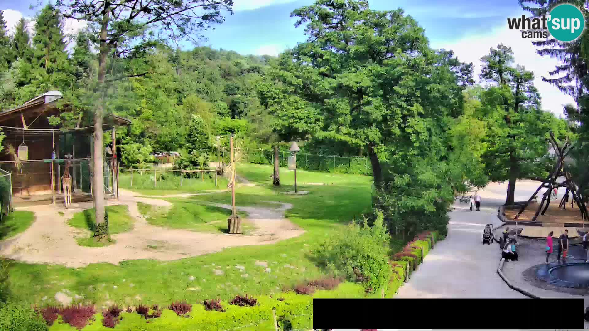 Webcam live Zoo Lubiana – Giraffe