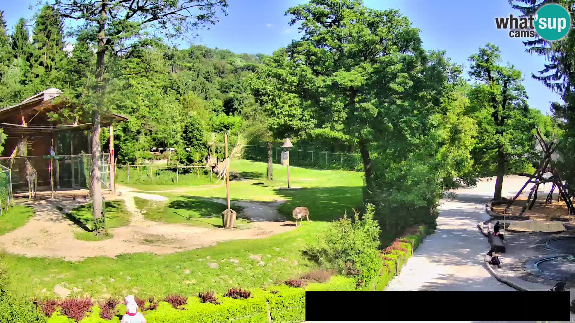 Web kamera Zoo Ljubljana – Žirafe