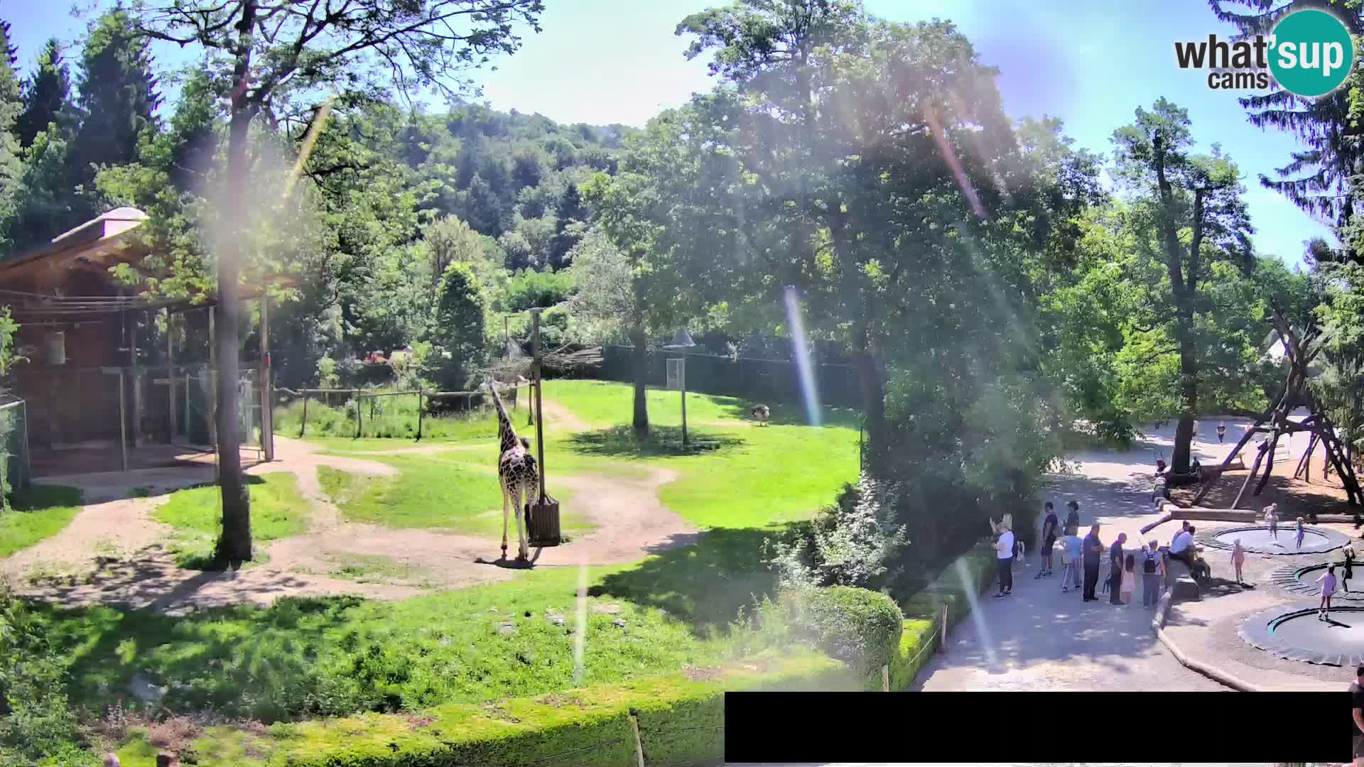 Web kamera Zoo Ljubljana – Žirafe