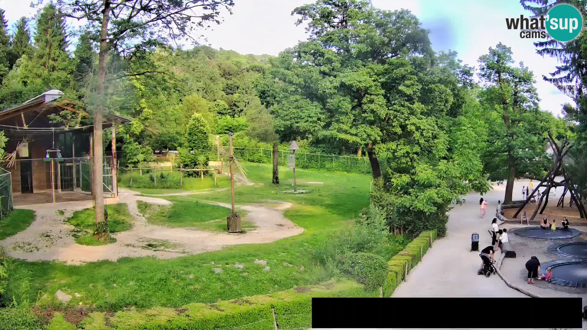 Webcam Zoo Ljubljana – Giraffes
