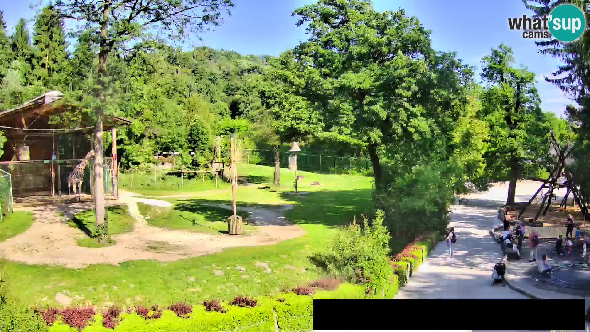 Webcam live Zoo Lubiana – Giraffe