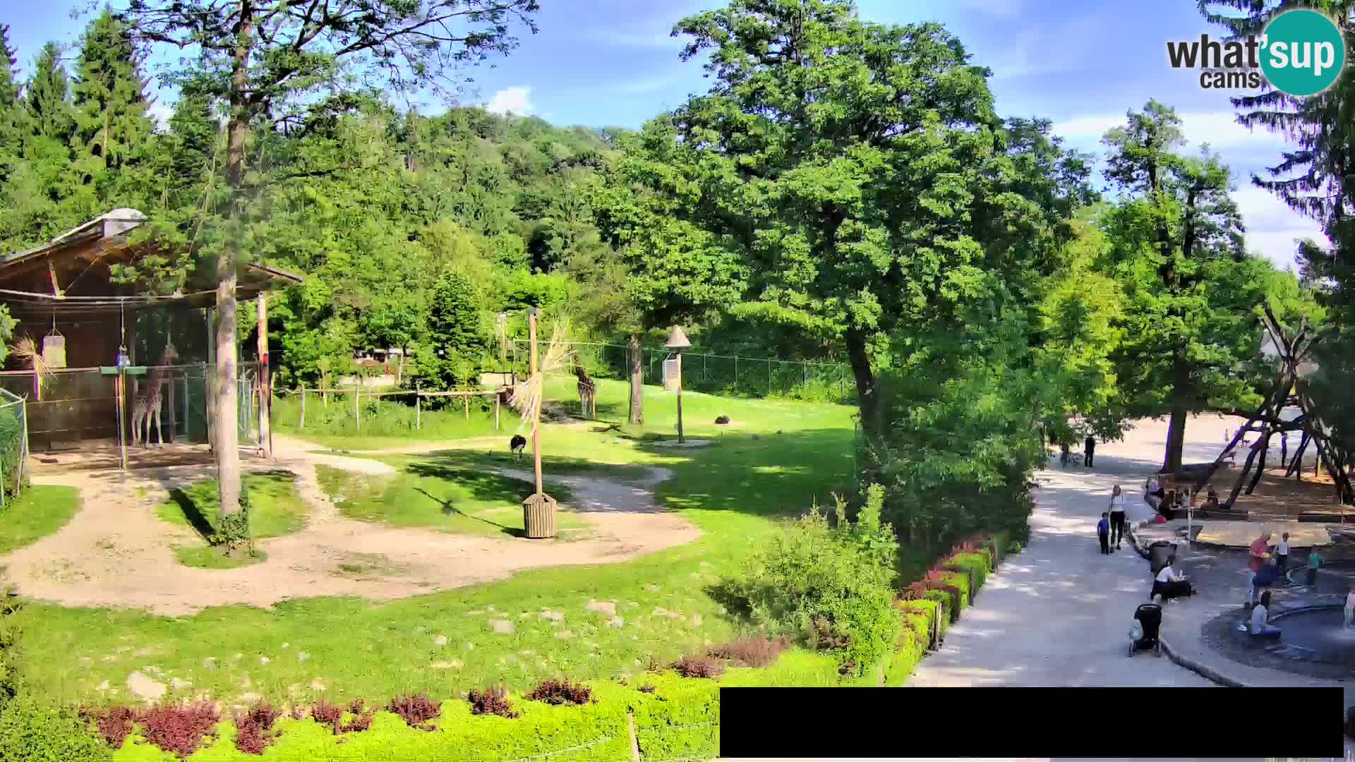 Webcam Zoo Ljubljana – Giraffes