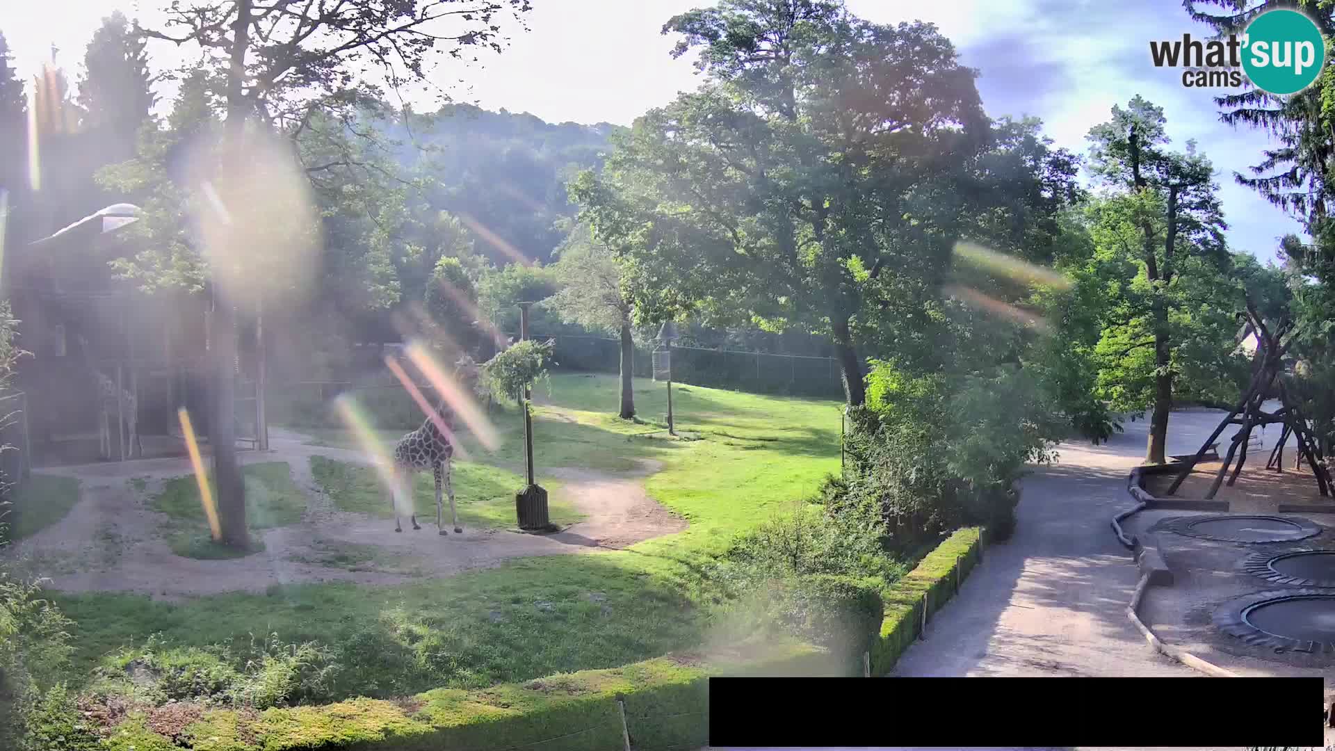 Webcam Zoo Ljubljana – Giraffen