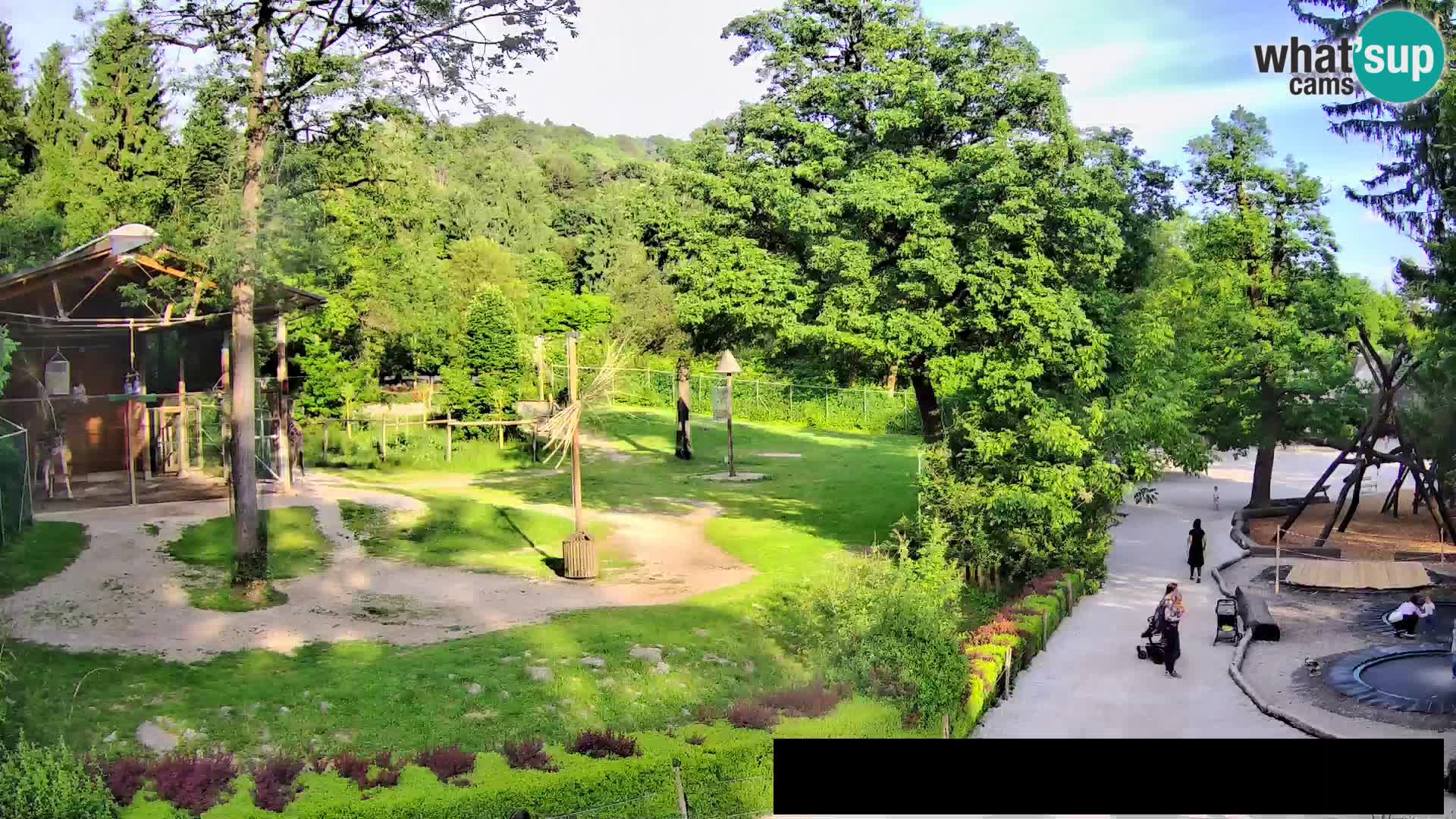 Webcam Zoo Ljubljana – Giraffen