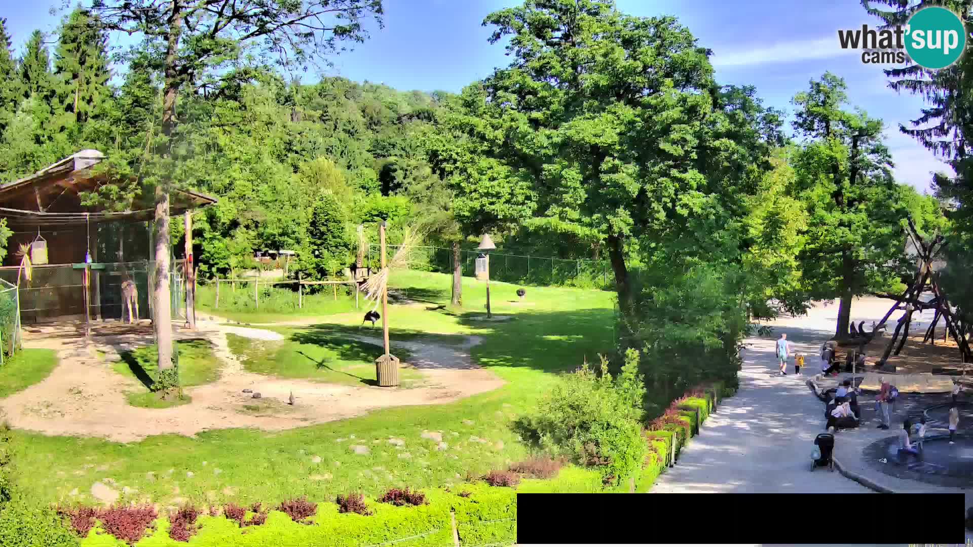 Webcam Zoo Ljubljana – Giraffes