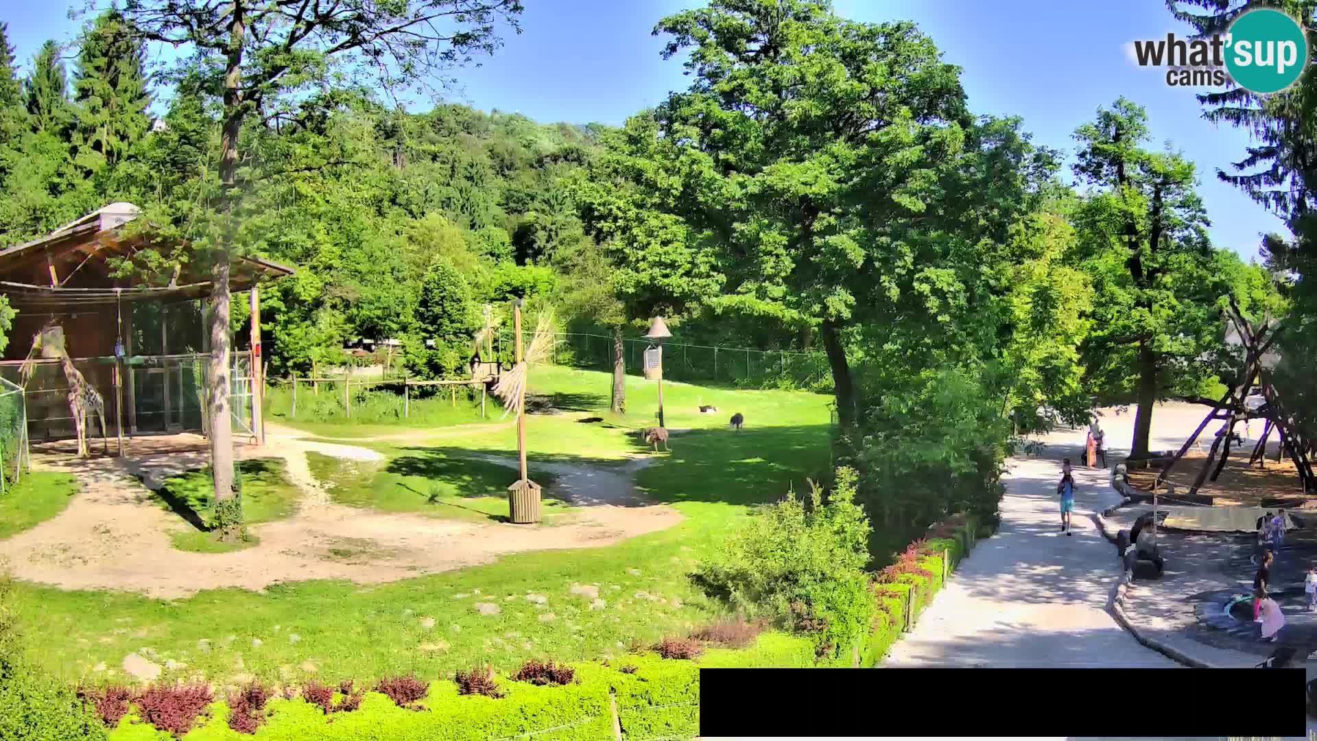 Webcam Zoo Ljubljana – Giraffes