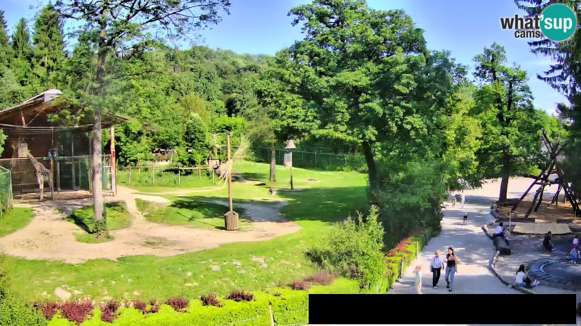 Webcam Zoo Ljubljana – Giraffes