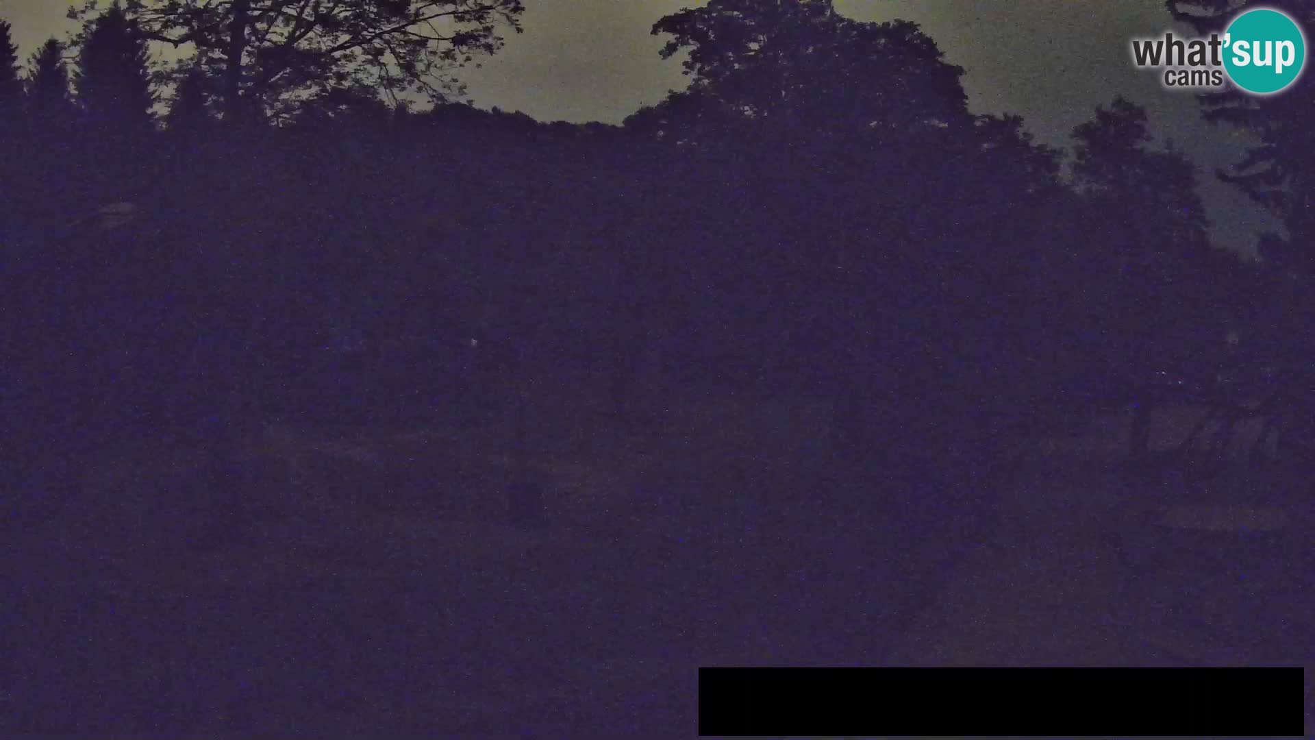 Webcam Zoo Ljubljana – Giraffen