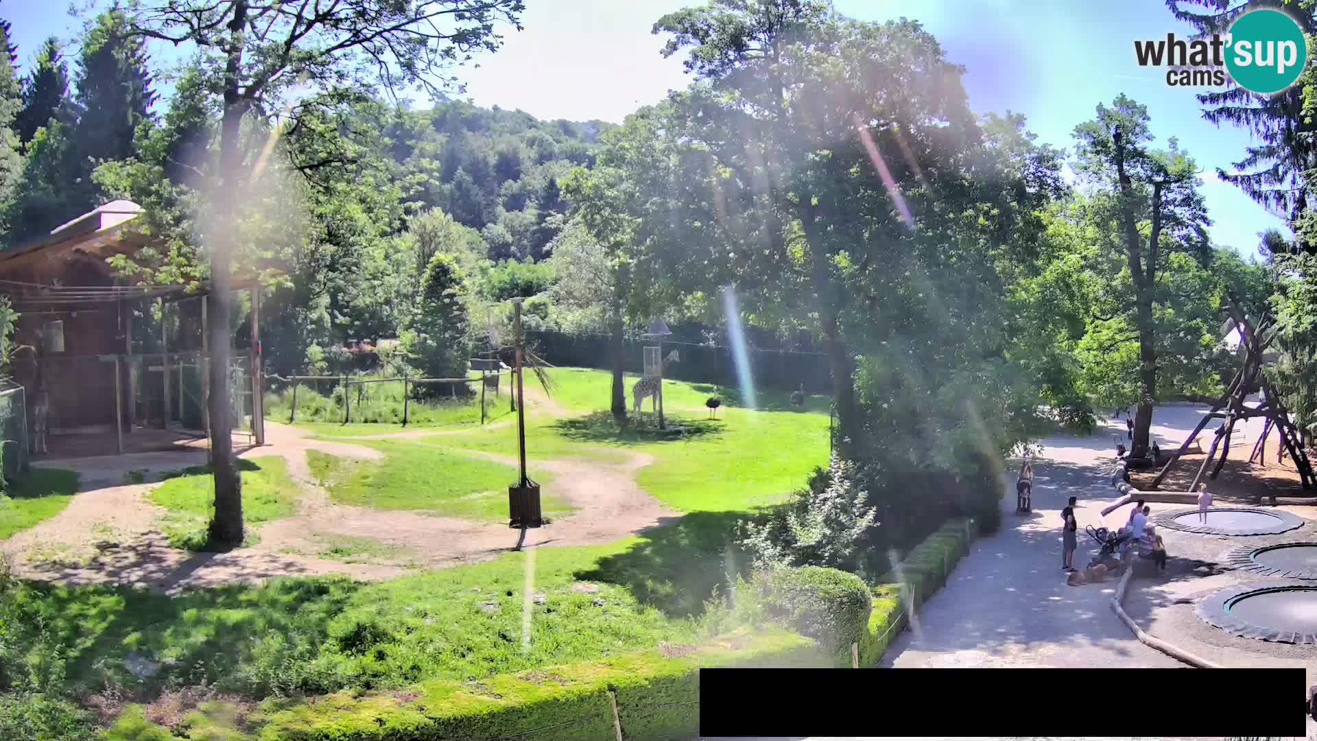 Webcam Zoo Ljubljana – Giraffes