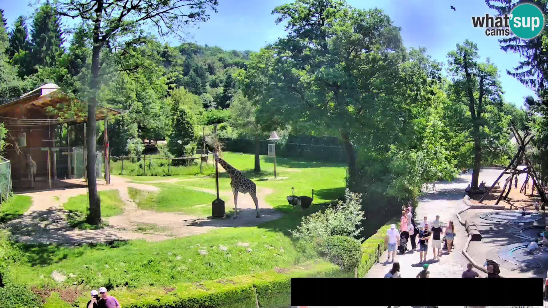Webcam Zoo Ljubljana – Giraffes