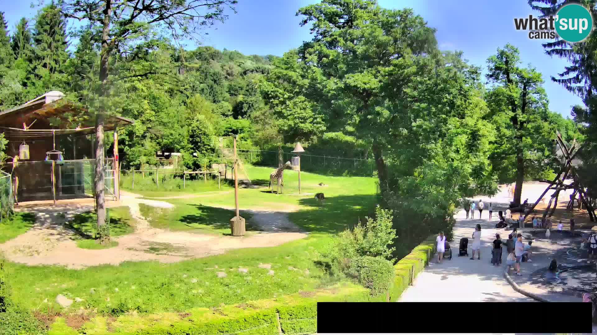 Web kamera Zoo Ljubljana – Žirafe