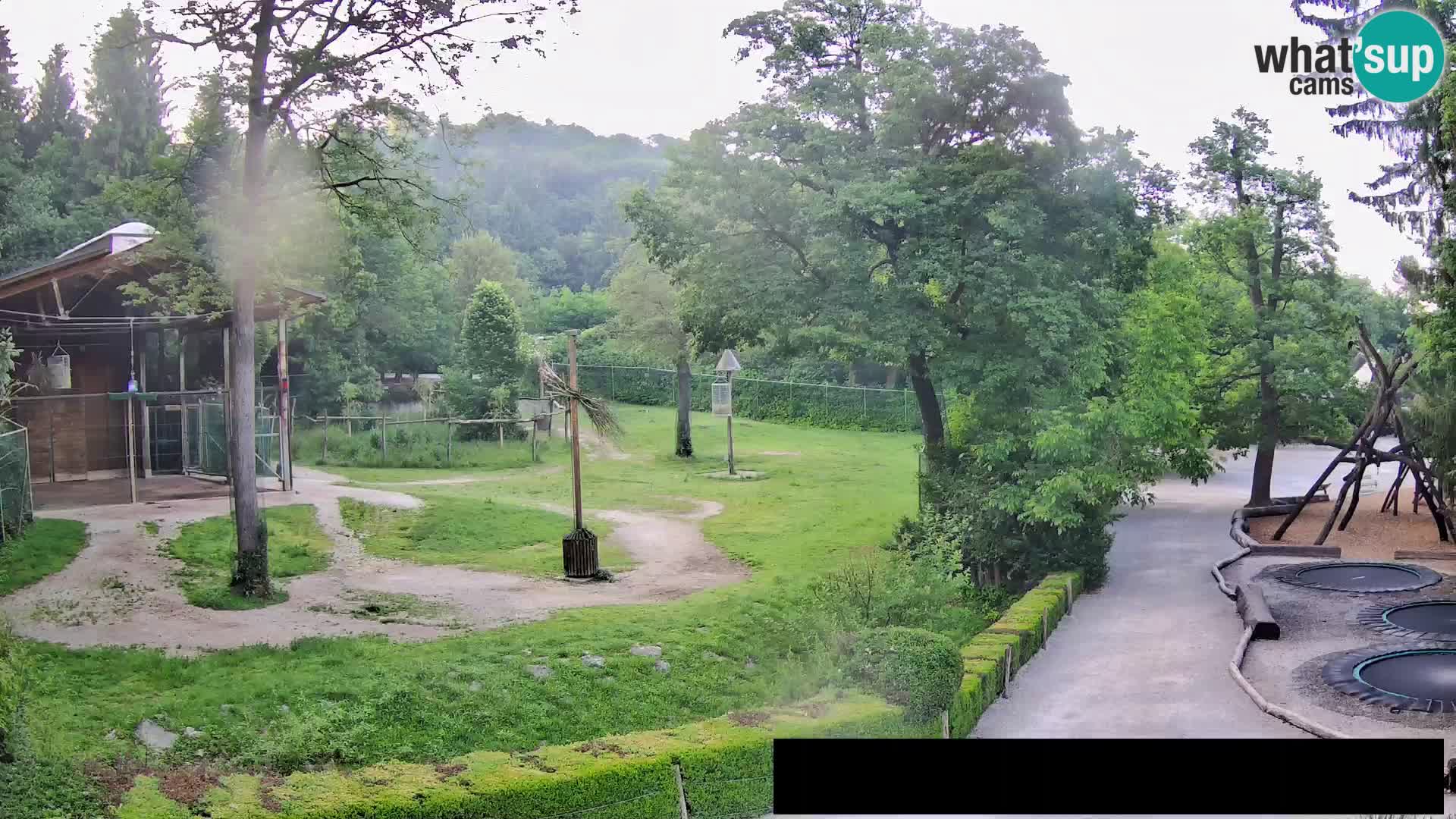Webcam Zoo Ljubljana – Jirafas
