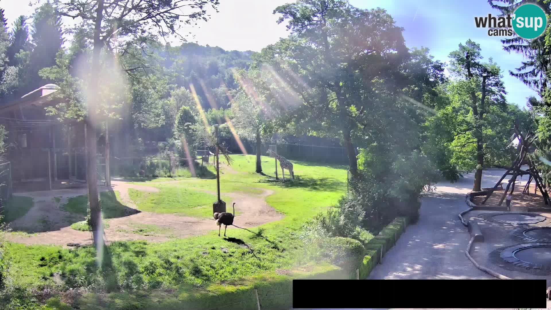 Webcam Zoo Ljubljana – Giraffes