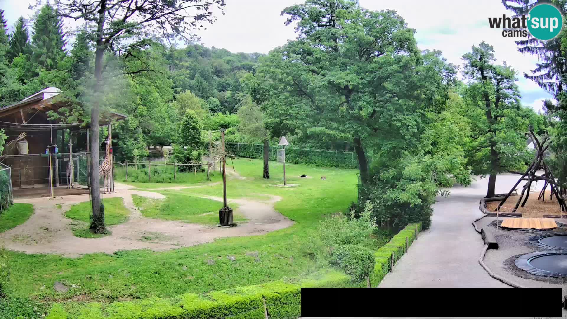 Webcam Zoo Ljubljana – Giraffes