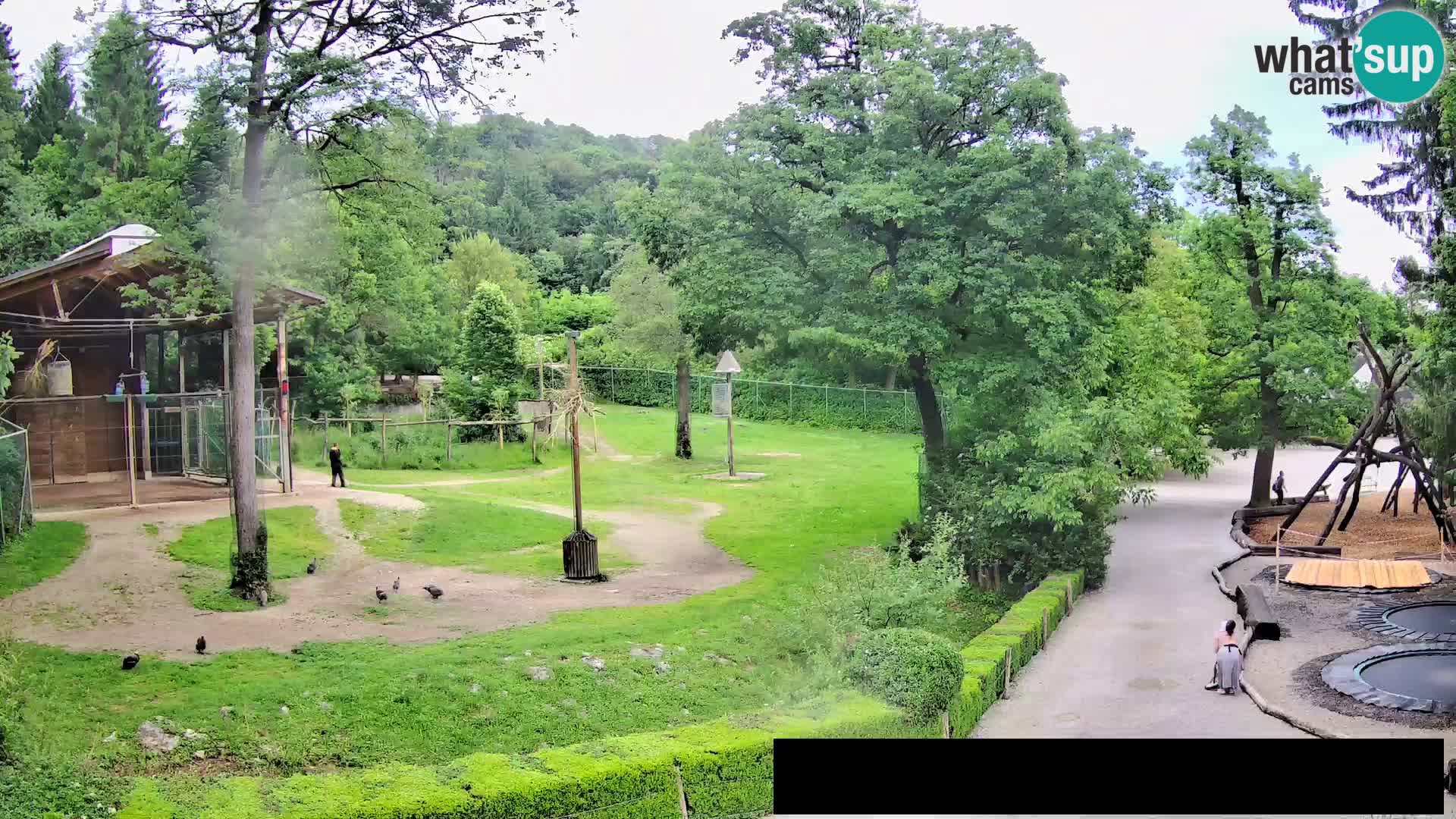 Web kamera Zoo Ljubljana – Žirafe