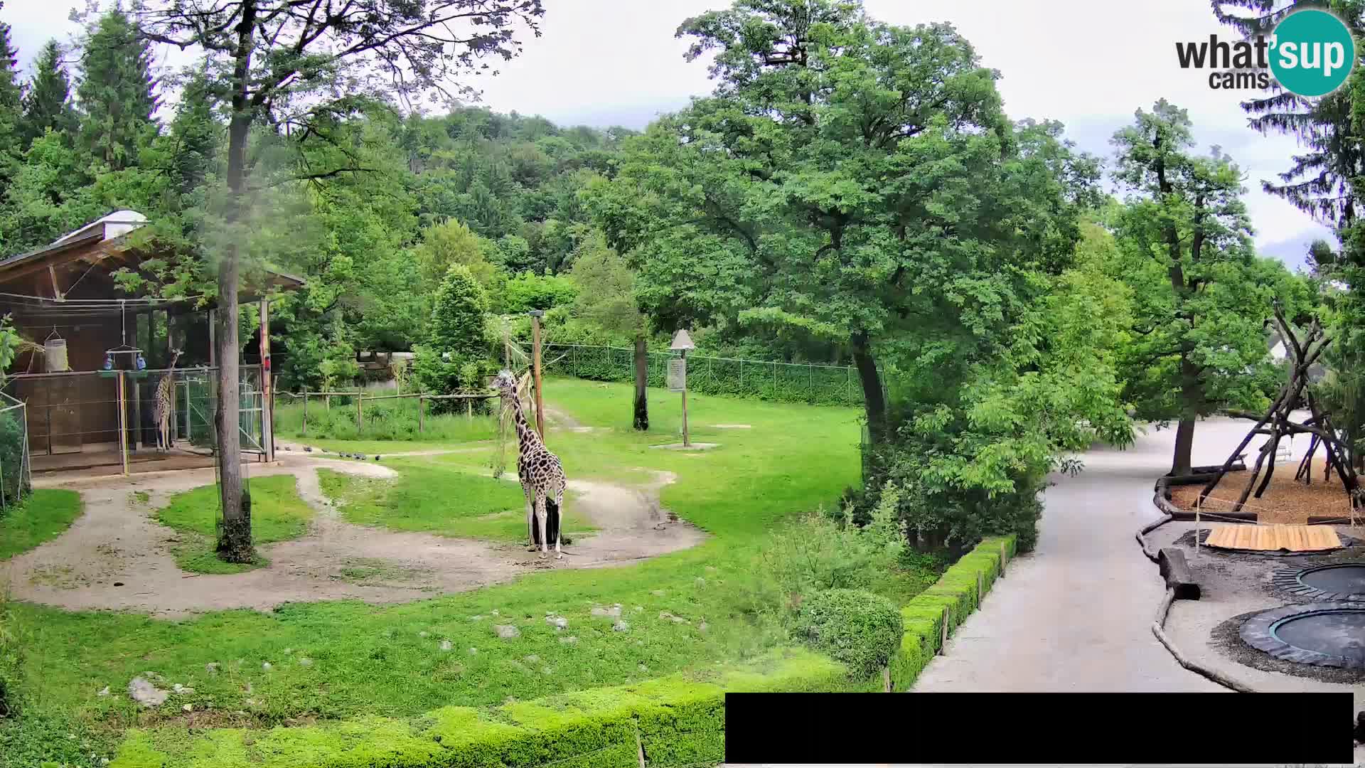 Webcam Zoo Ljubljana – Giraffes