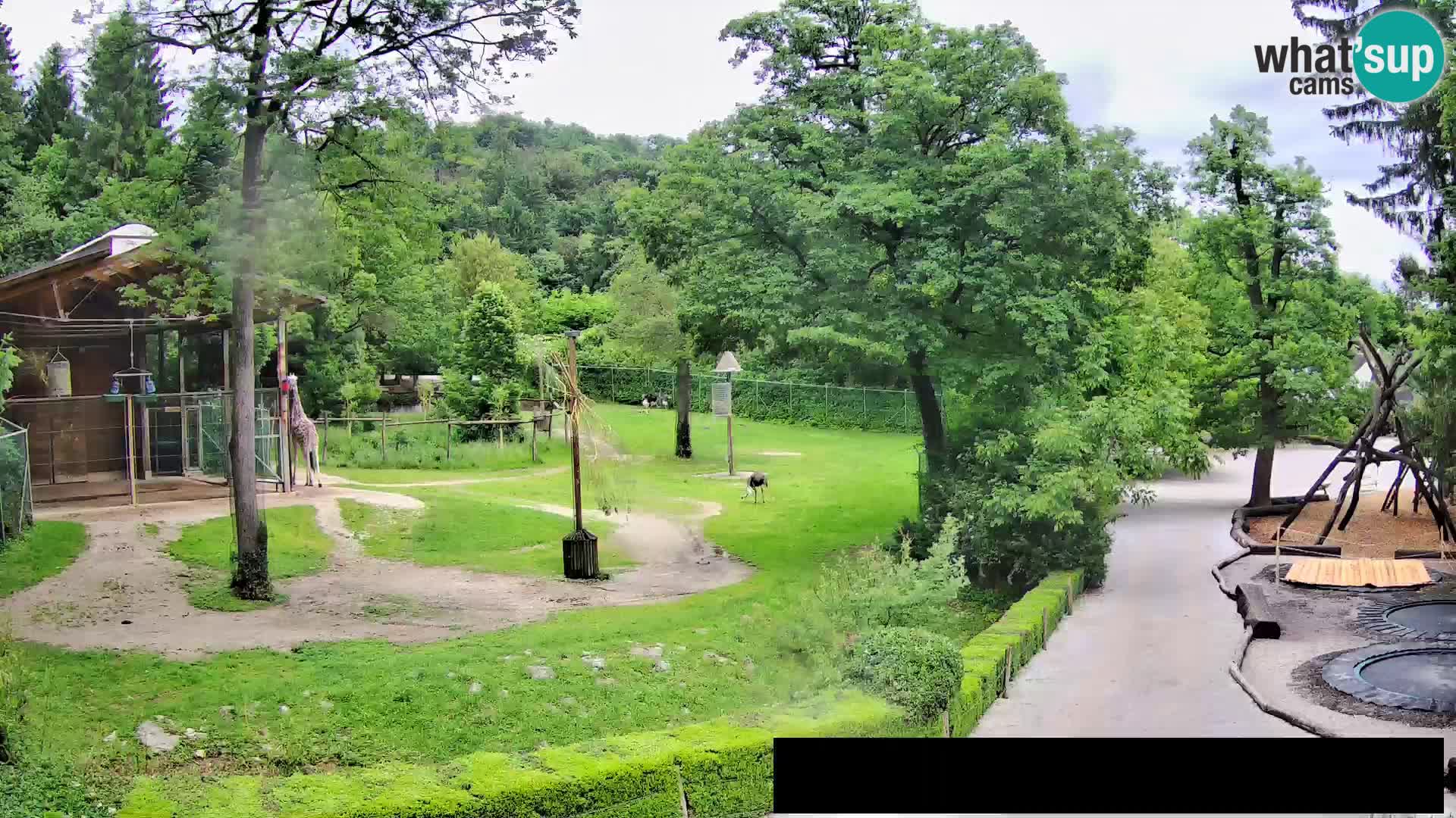Webcam live Zoo Lubiana – Giraffe