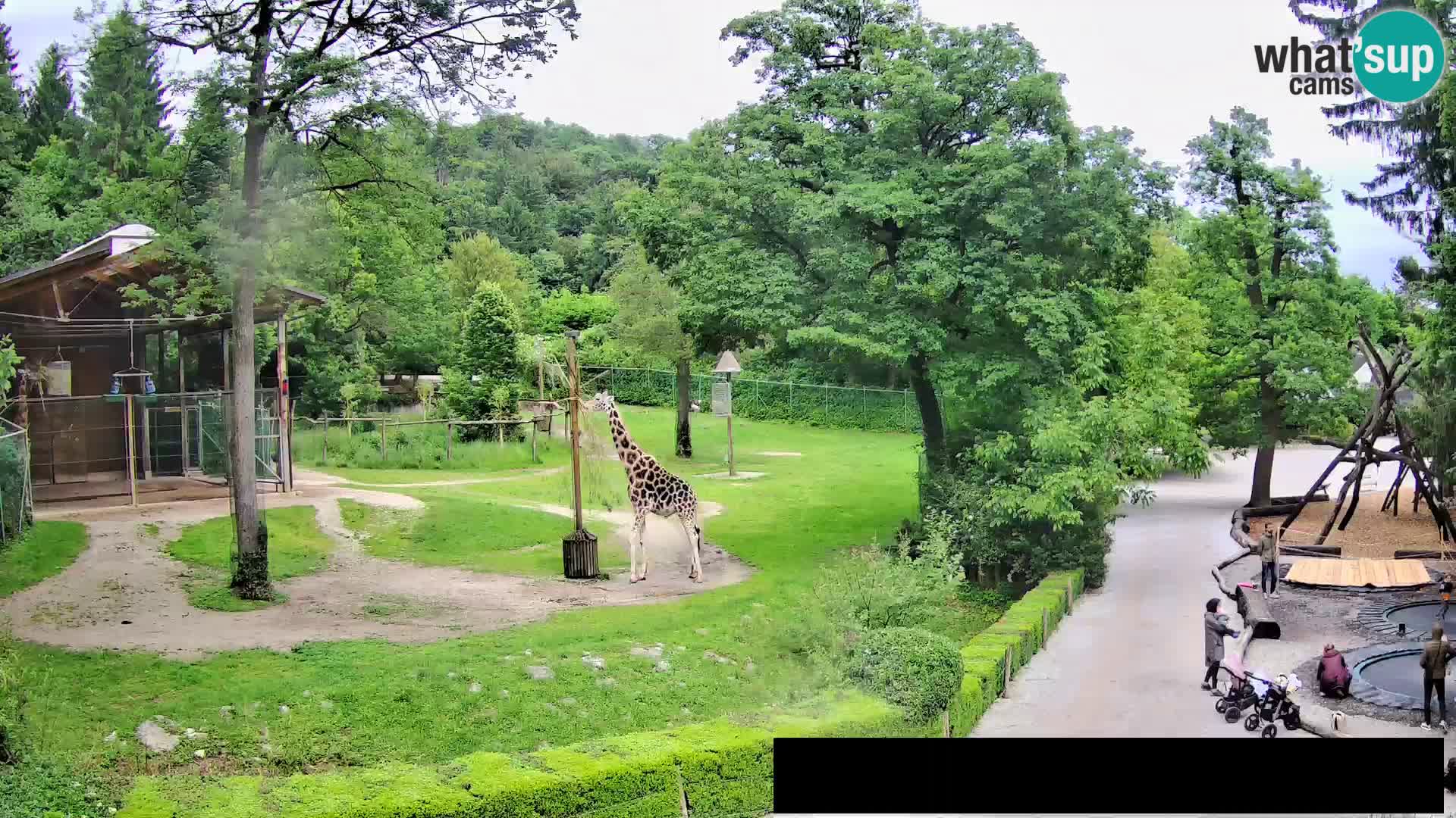 Webcam Zoo Ljubljana – Giraffen