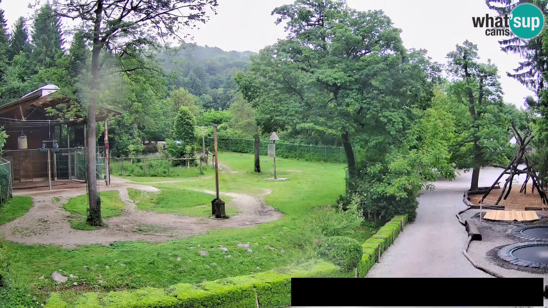 Web kamera Zoo Ljubljana – Žirafe