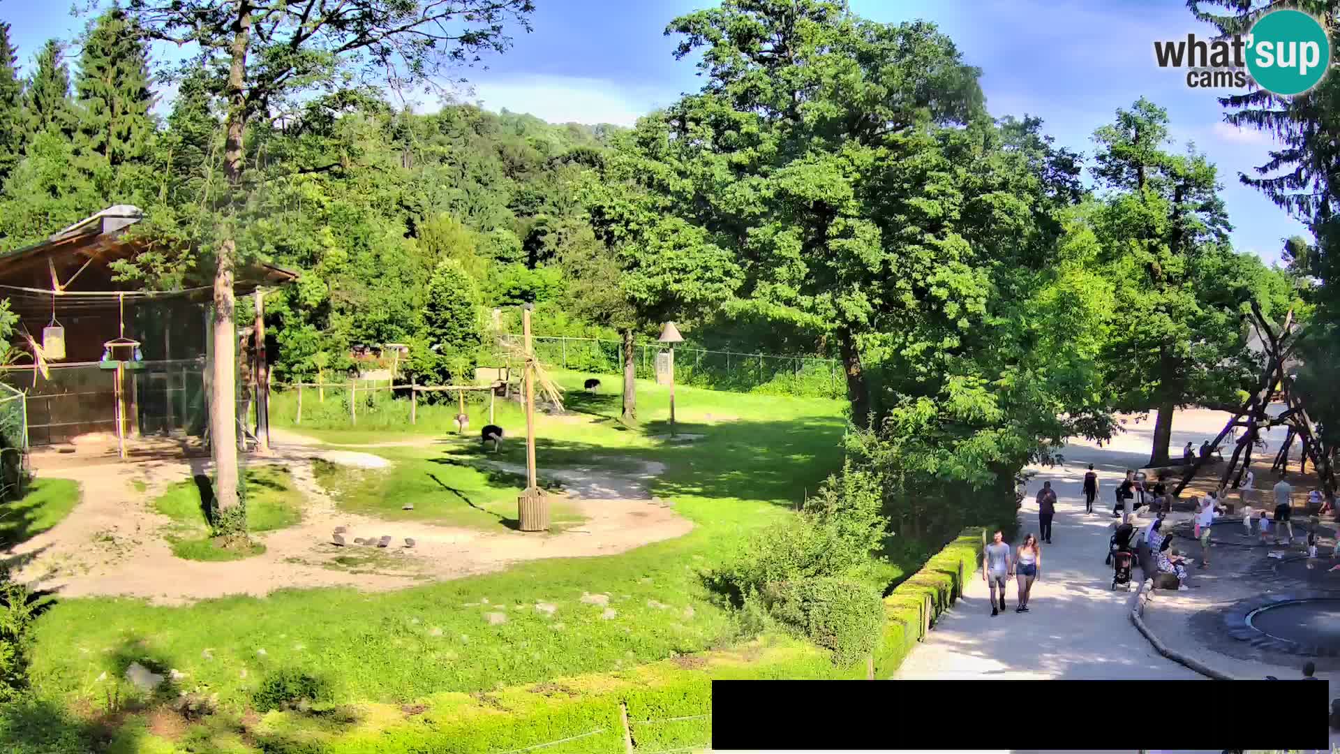 Webcam Zoo Ljubljana – Giraffes