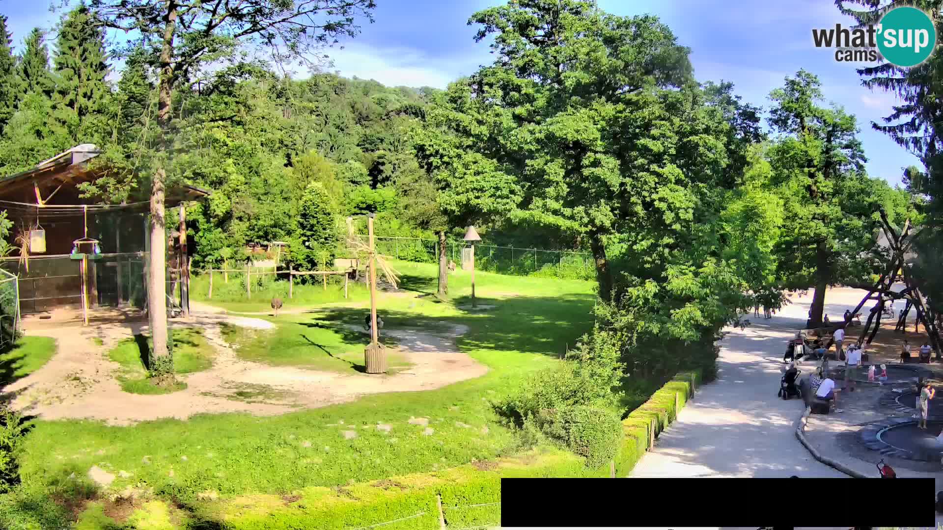 Webcam Zoo Ljubljana – Giraffes