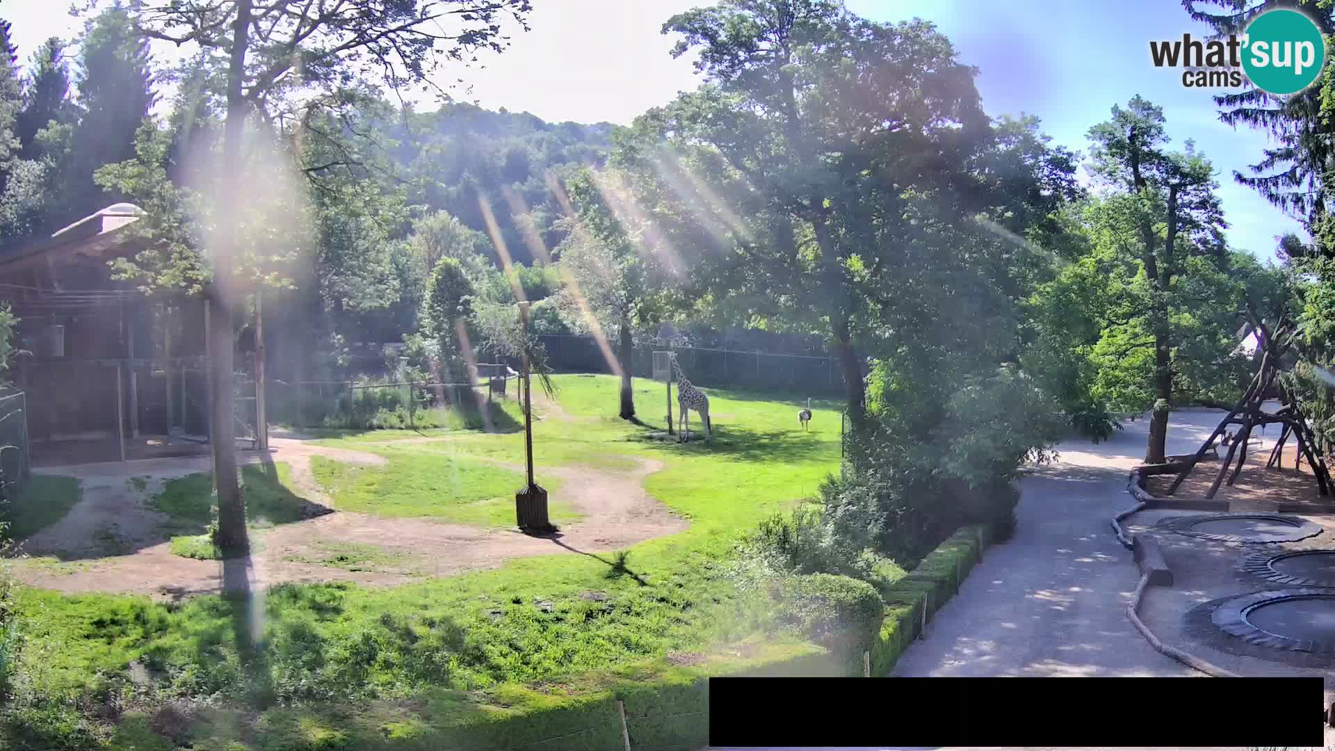Webcam Zoo Ljubljana – Giraffen