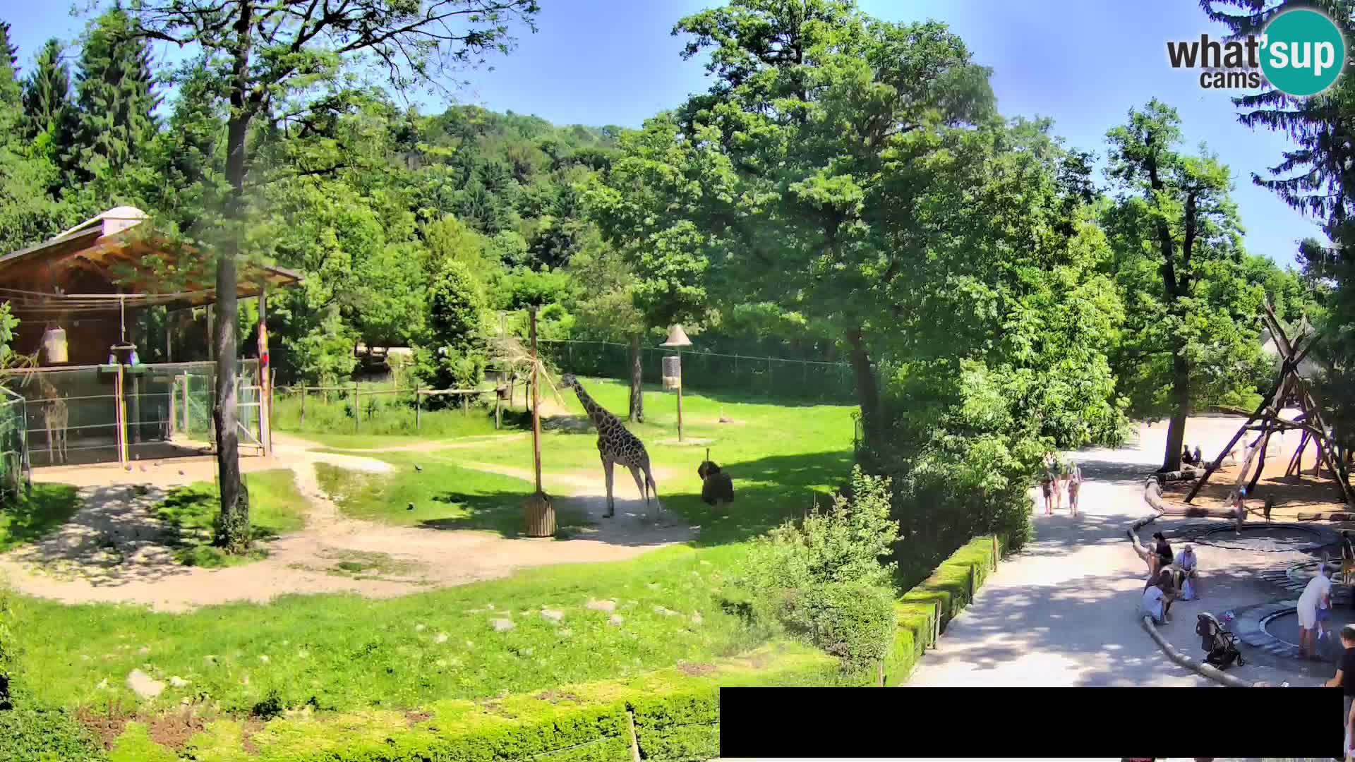 Webcam Zoo Ljubljana – Giraffen