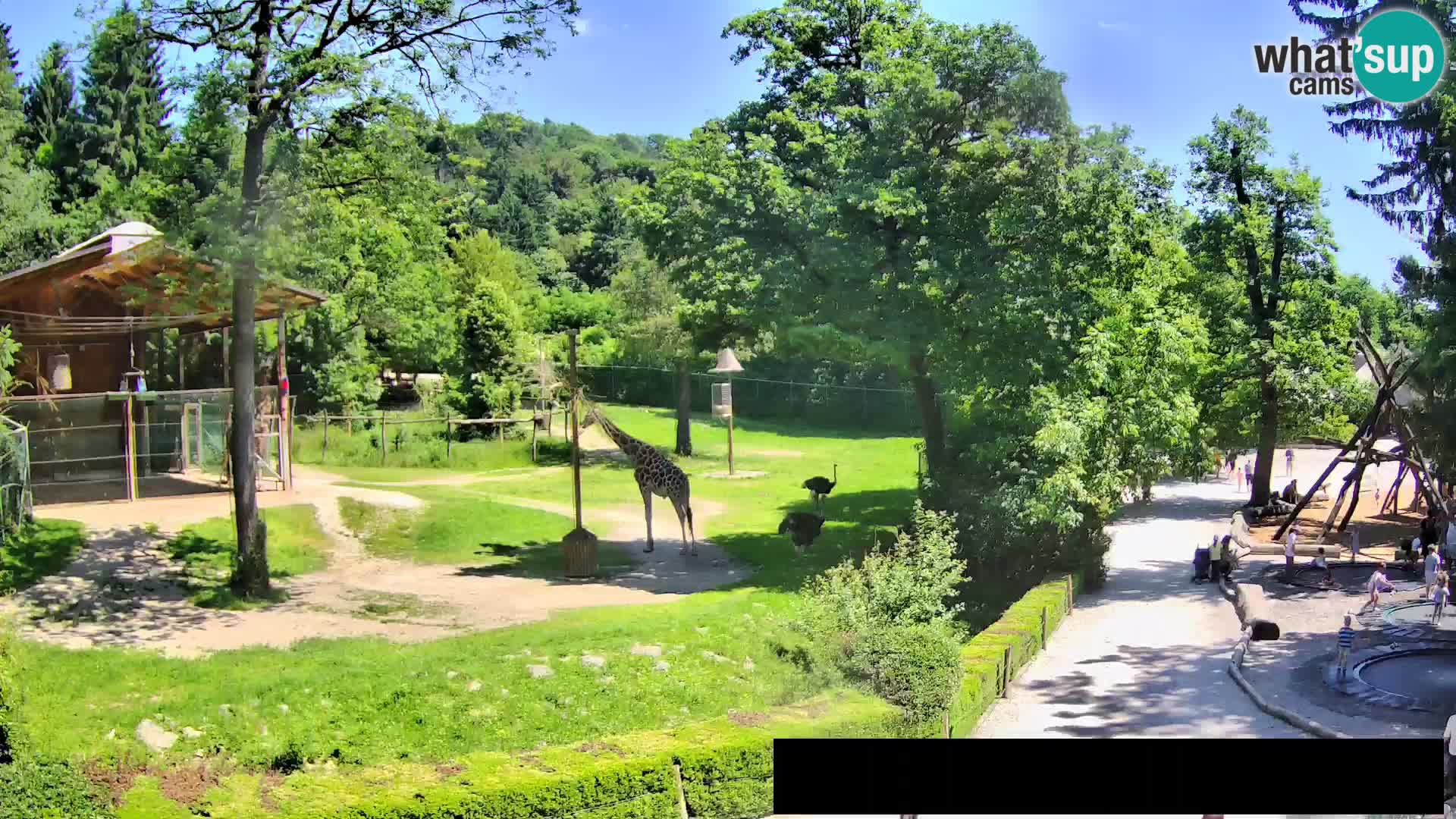 Webcam Zoo Ljubljana – Giraffen