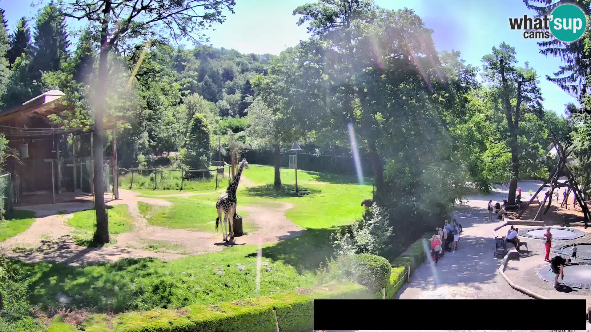 Webcam Zoo Ljubljana – Giraffes