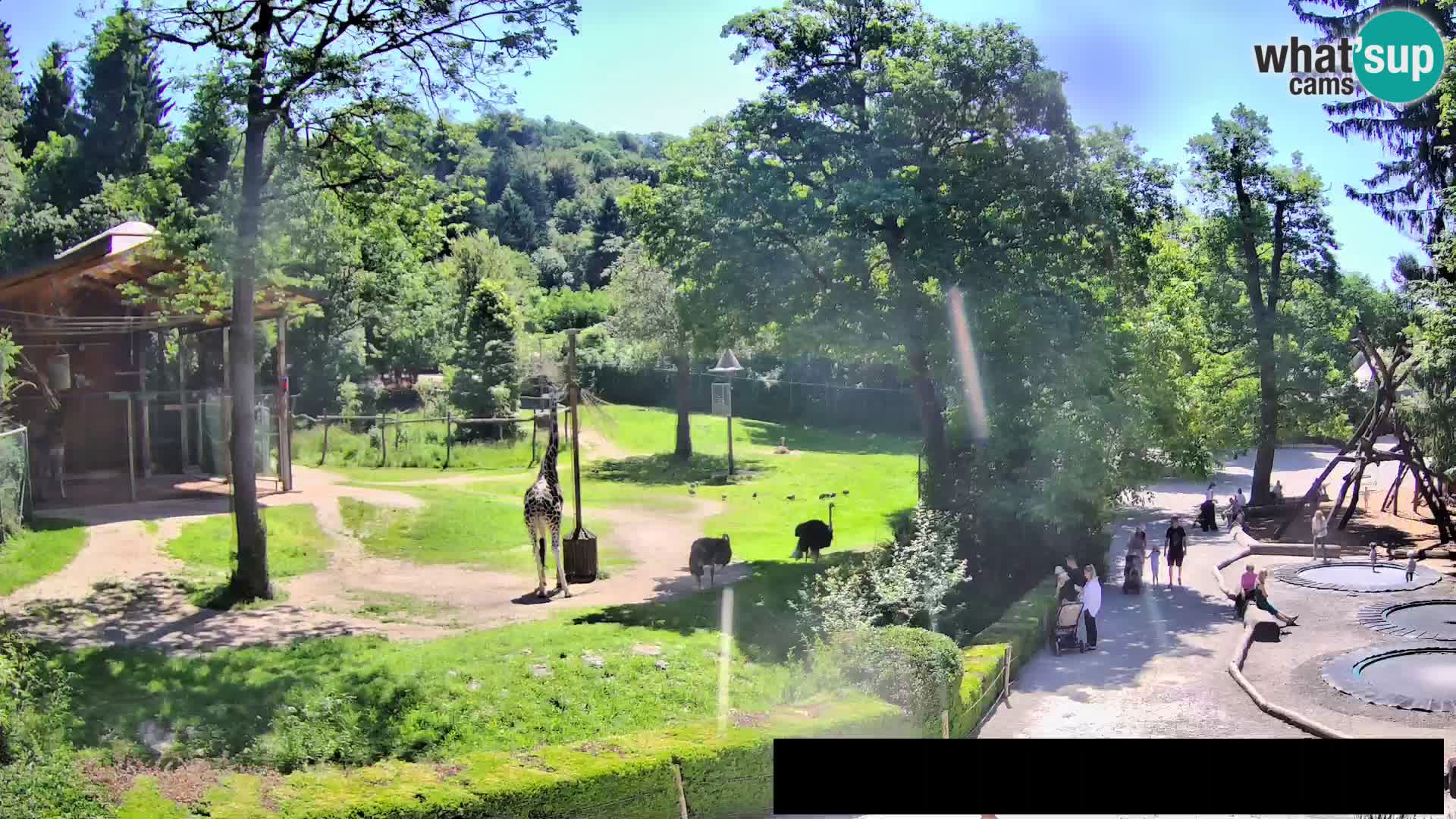 Webcam Zoo Ljubljana – Giraffen