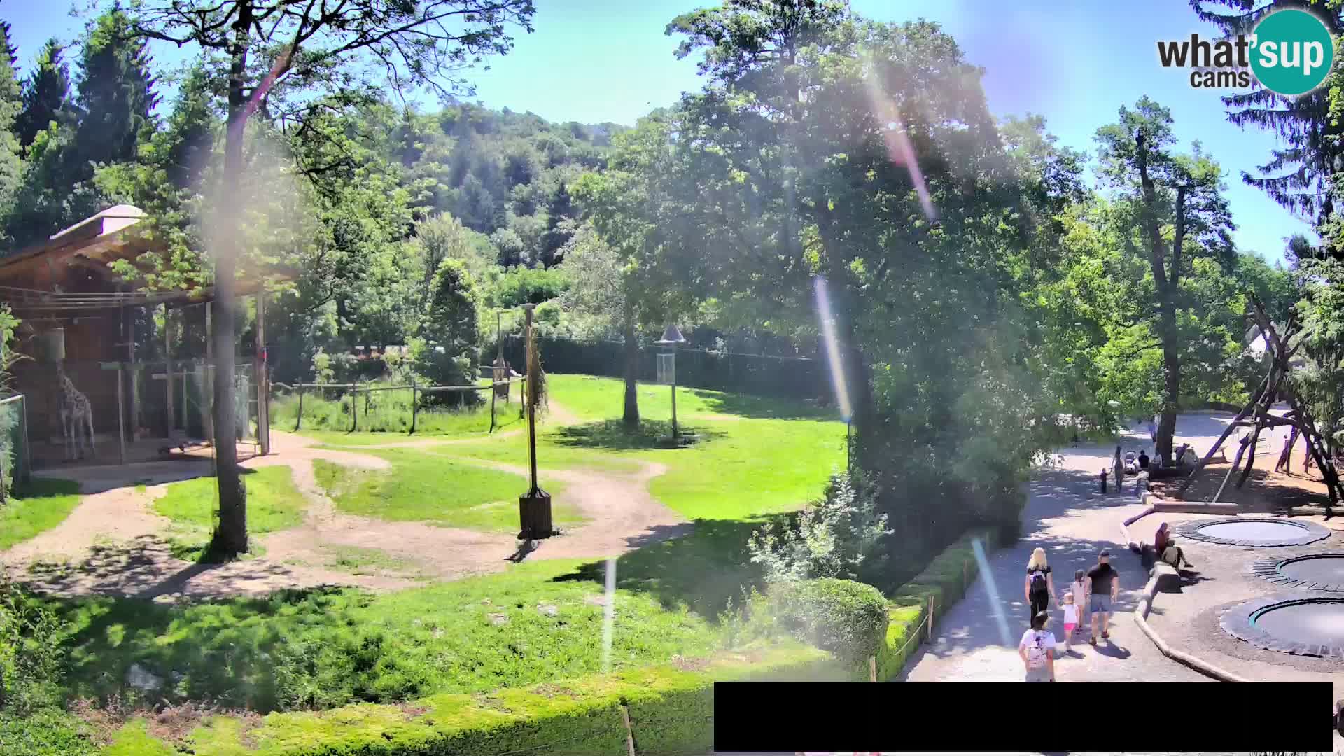 Webcam Zoo Ljubljana – Giraffes