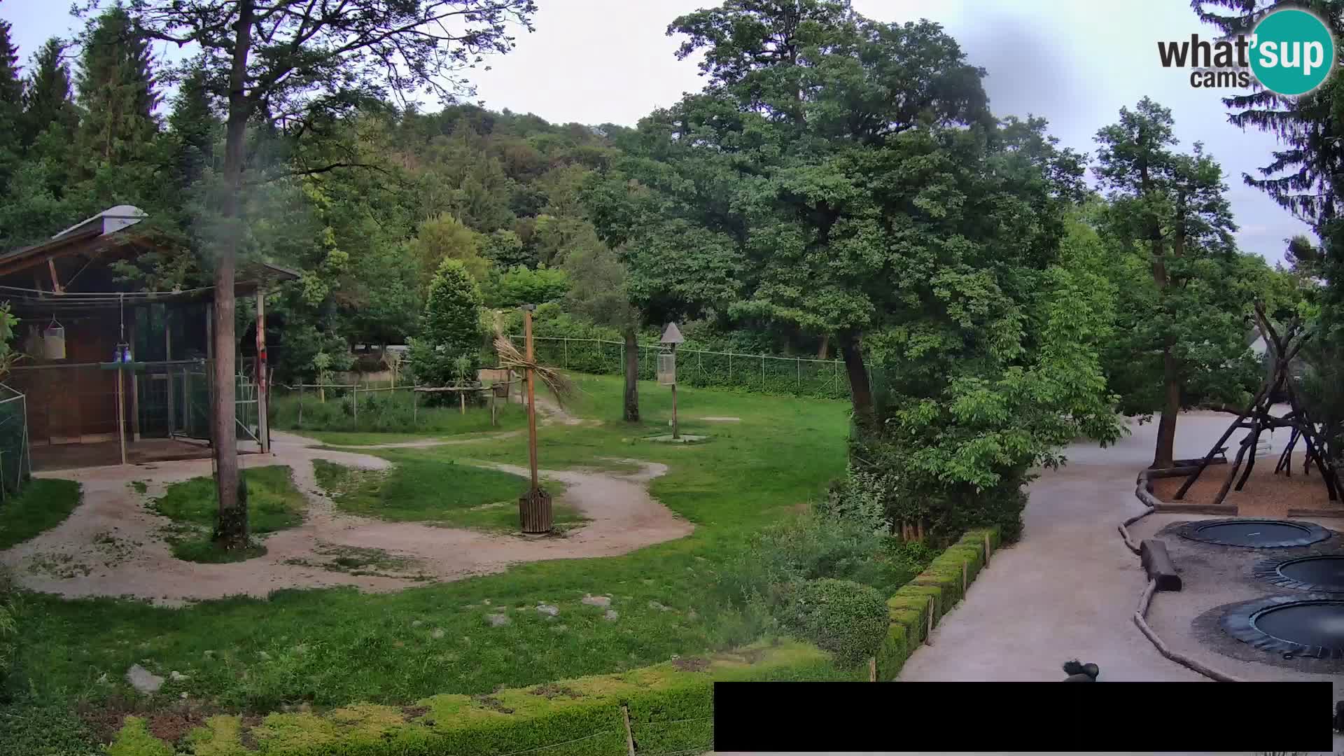 Webcam Zoo Ljubljana – Giraffes