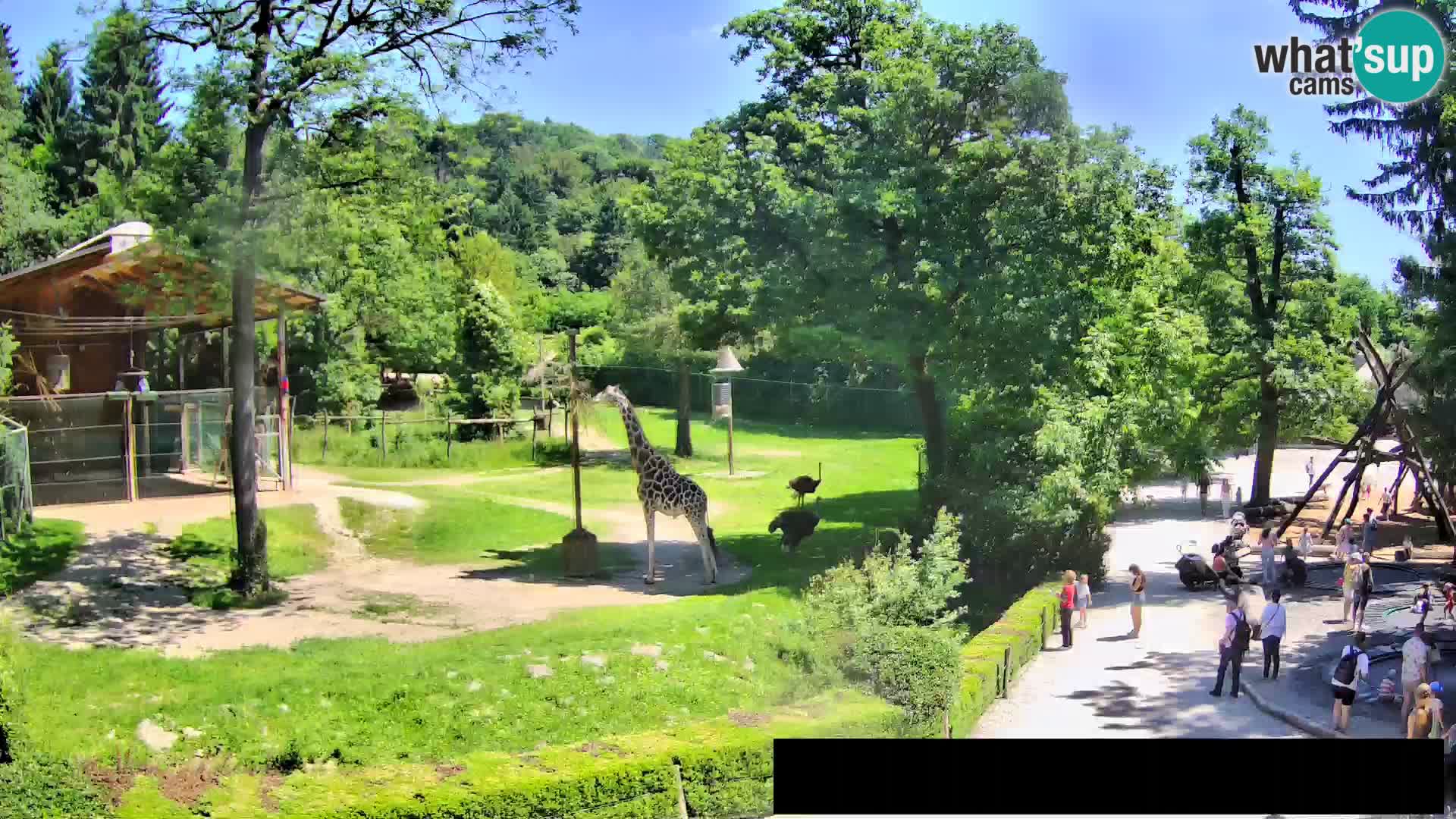 Webcam Zoo Ljubljana – Giraffes