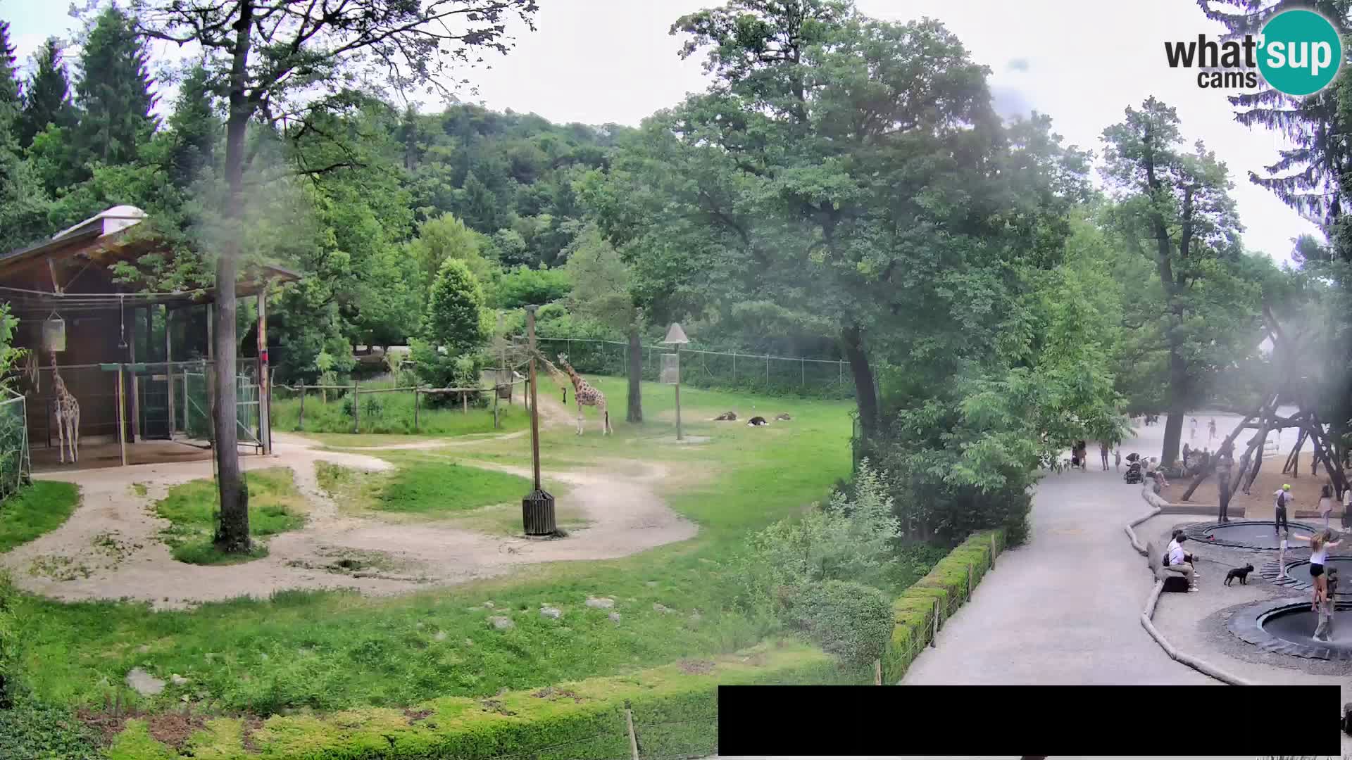 Webcam Zoo Ljubljana – Jirafas