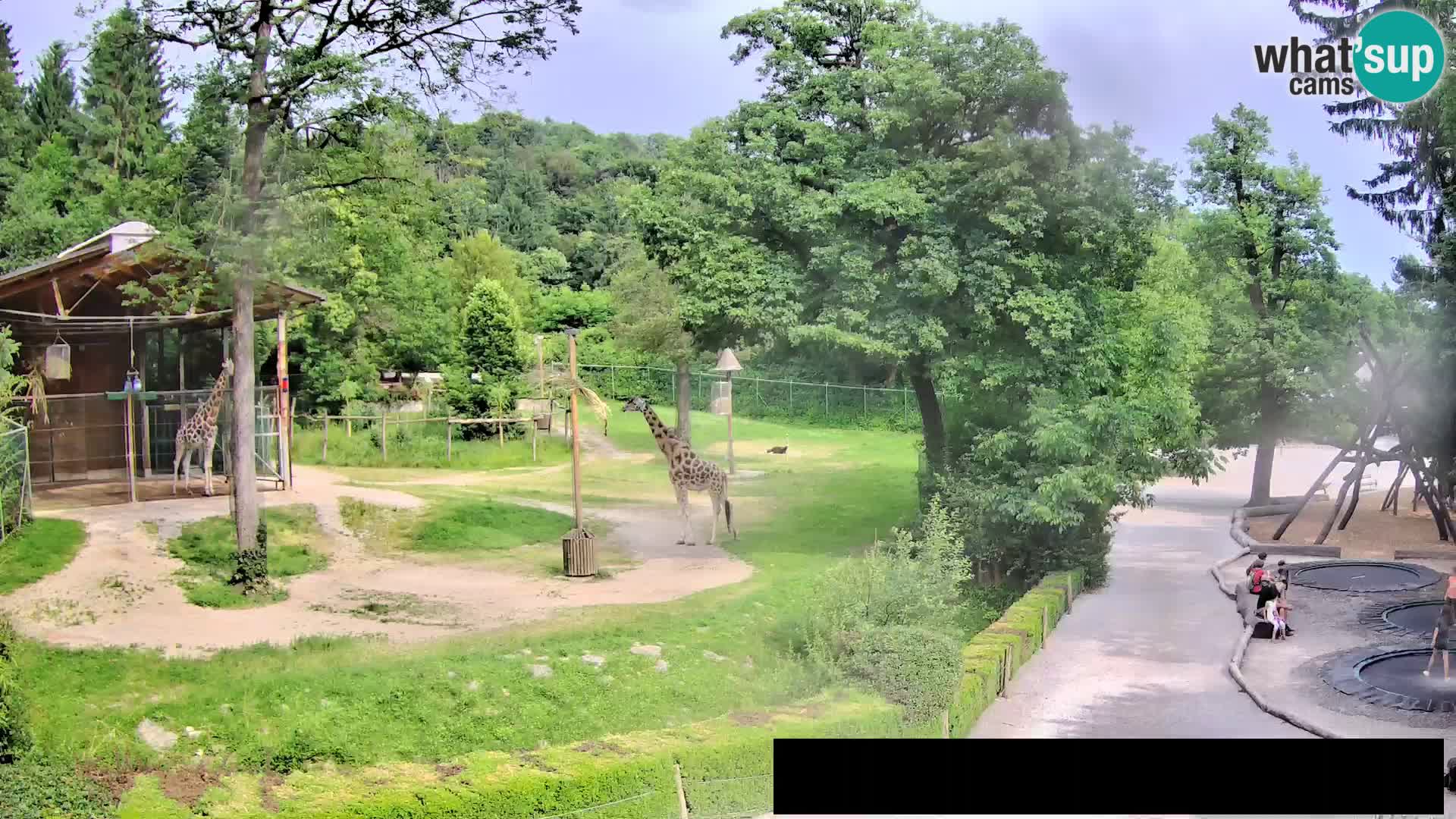 Webcam Zoo Ljubljana – Giraffen