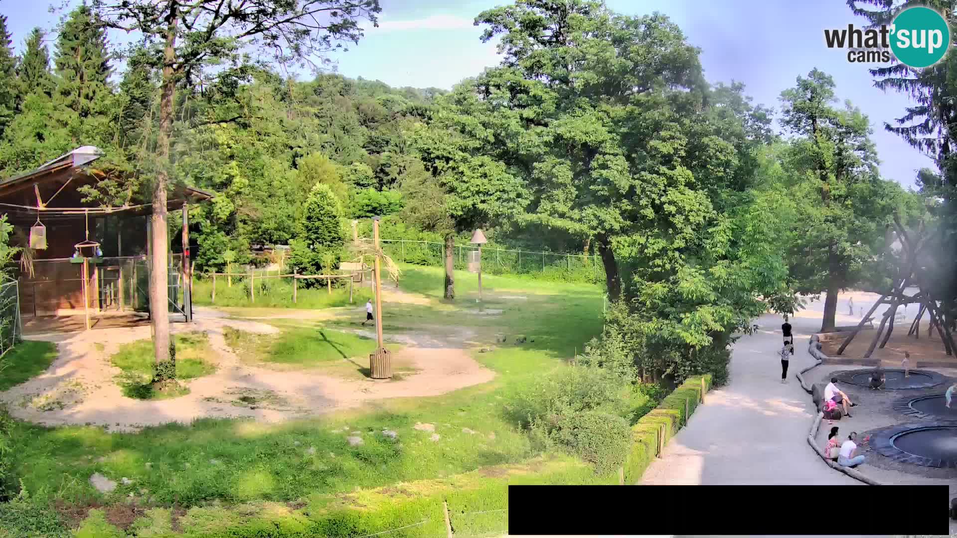 Webcam Zoo Ljubljana – Giraffen