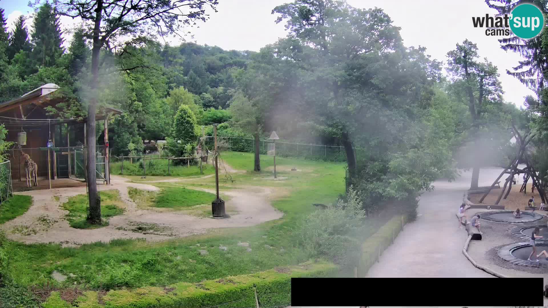 Webcam Zoo Ljubljana – Giraffes