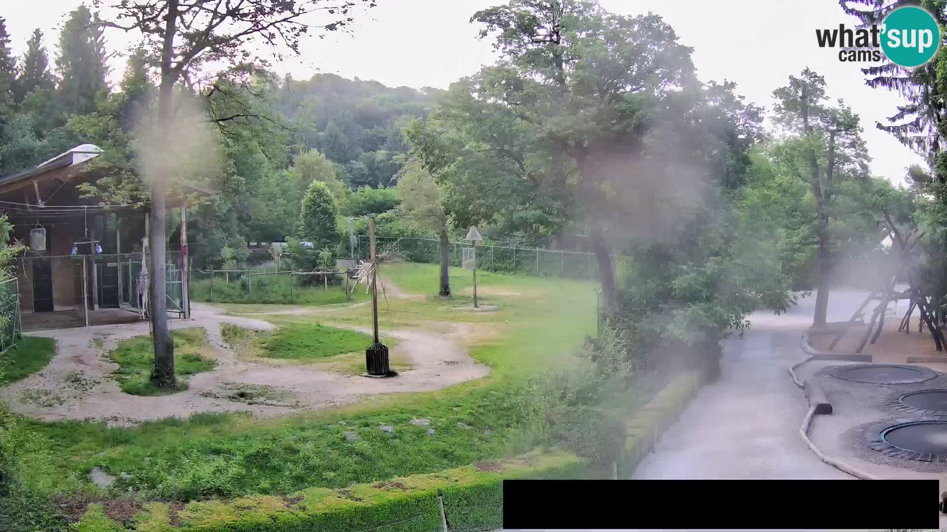 Webcam Zoo Ljubljana – Giraffes