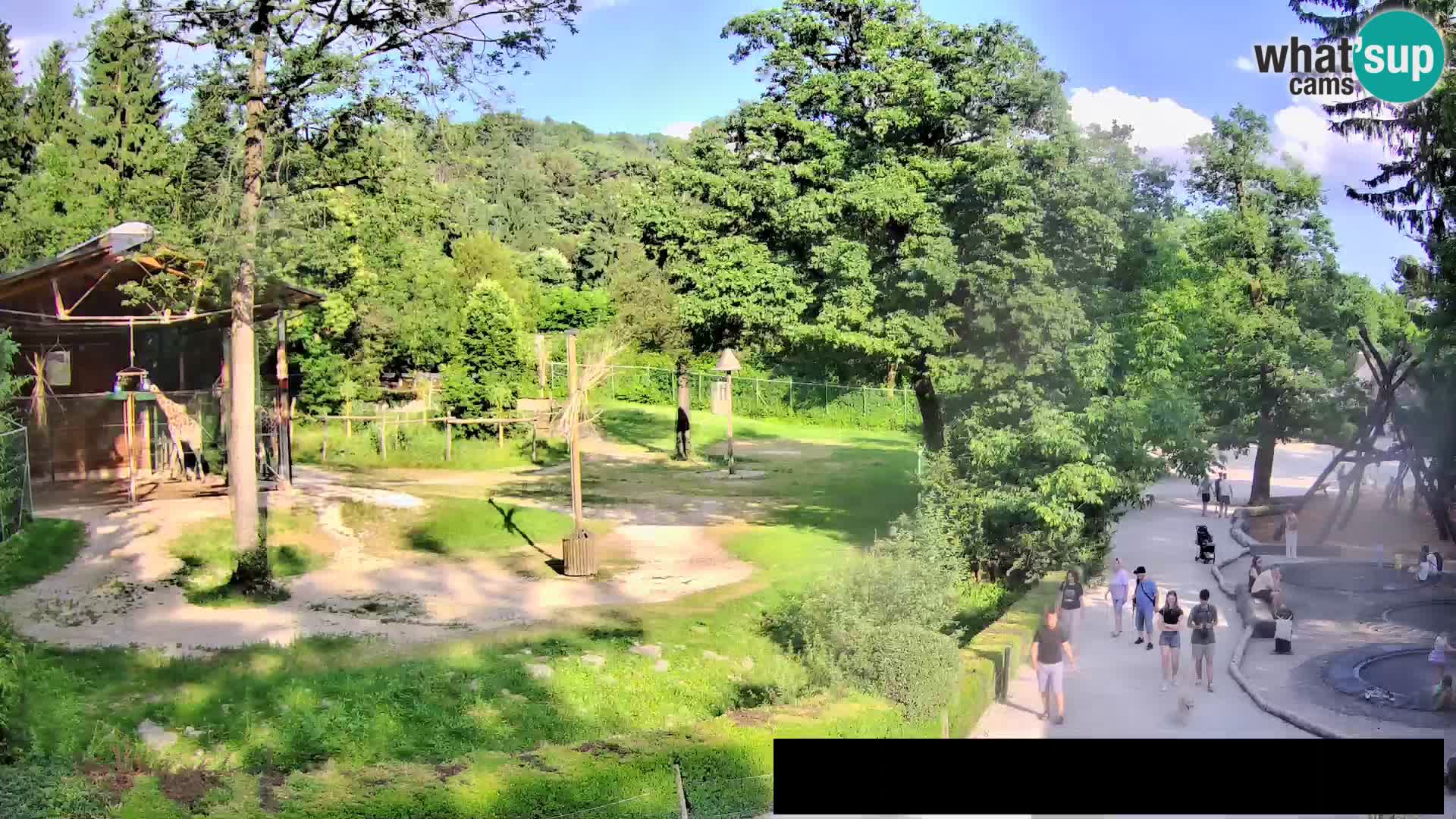 Webcam live Zoo Lubiana – Giraffe