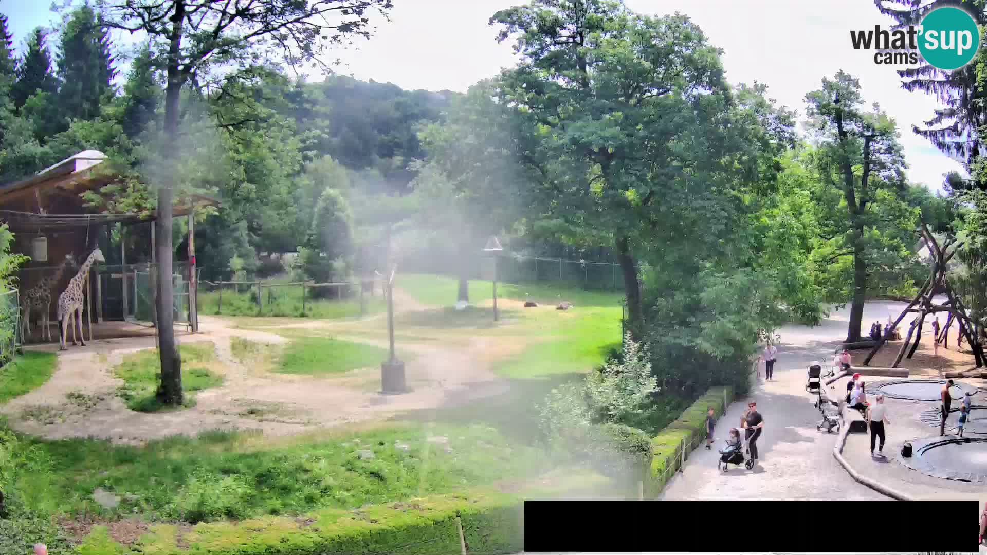 Webcam Zoo Ljubljana – Giraffes