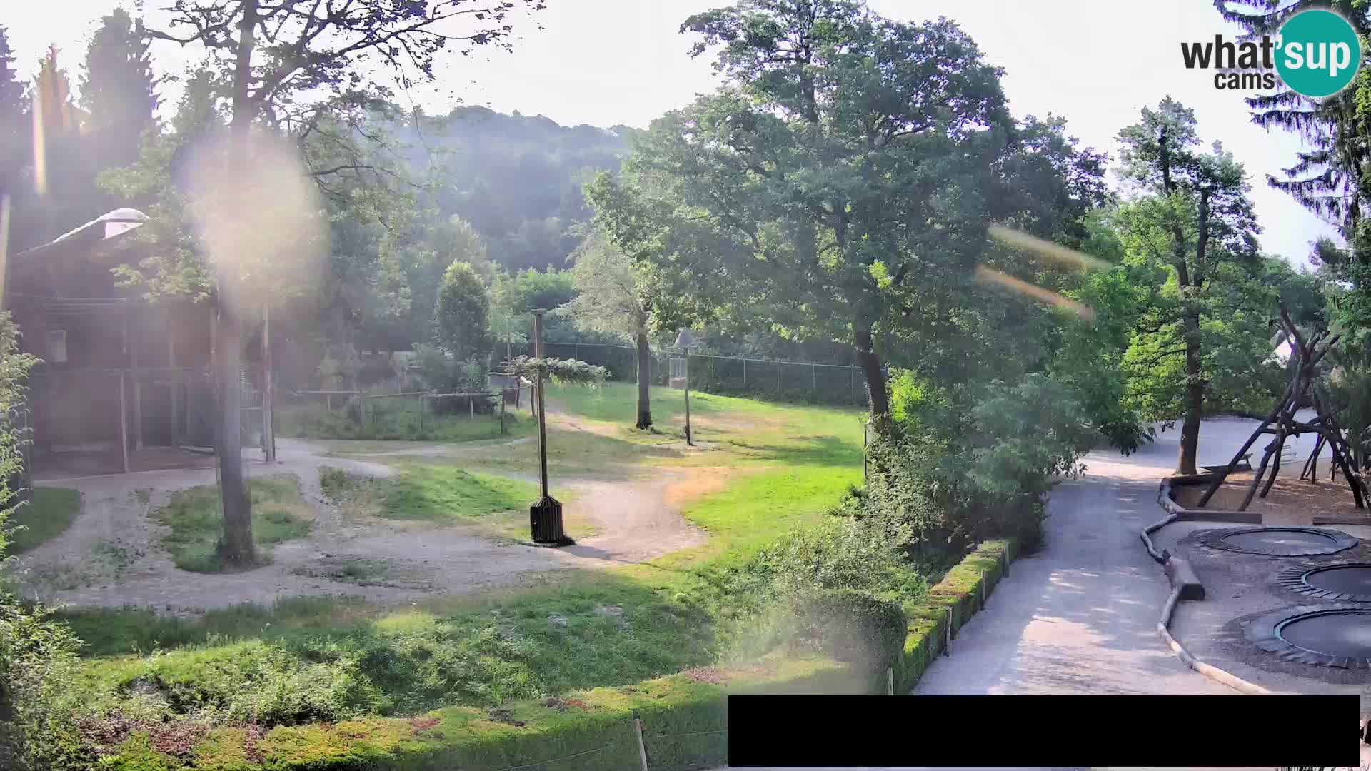 Webcam Zoo Ljubljana – Giraffes