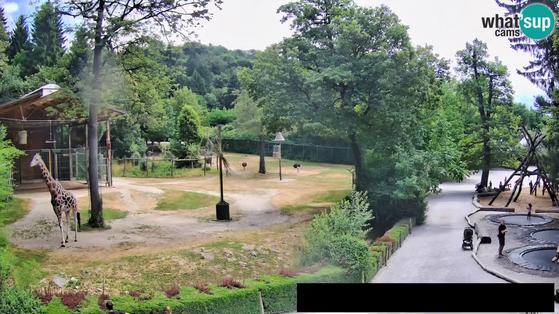 Webcam Zoo Ljubljana – Jirafas
