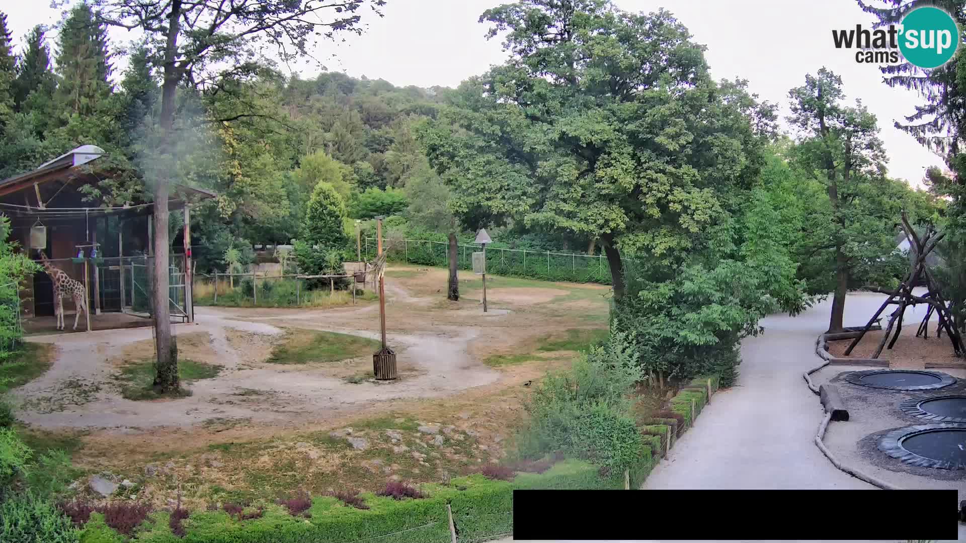 Webcam Zoo Ljubljana – Giraffes