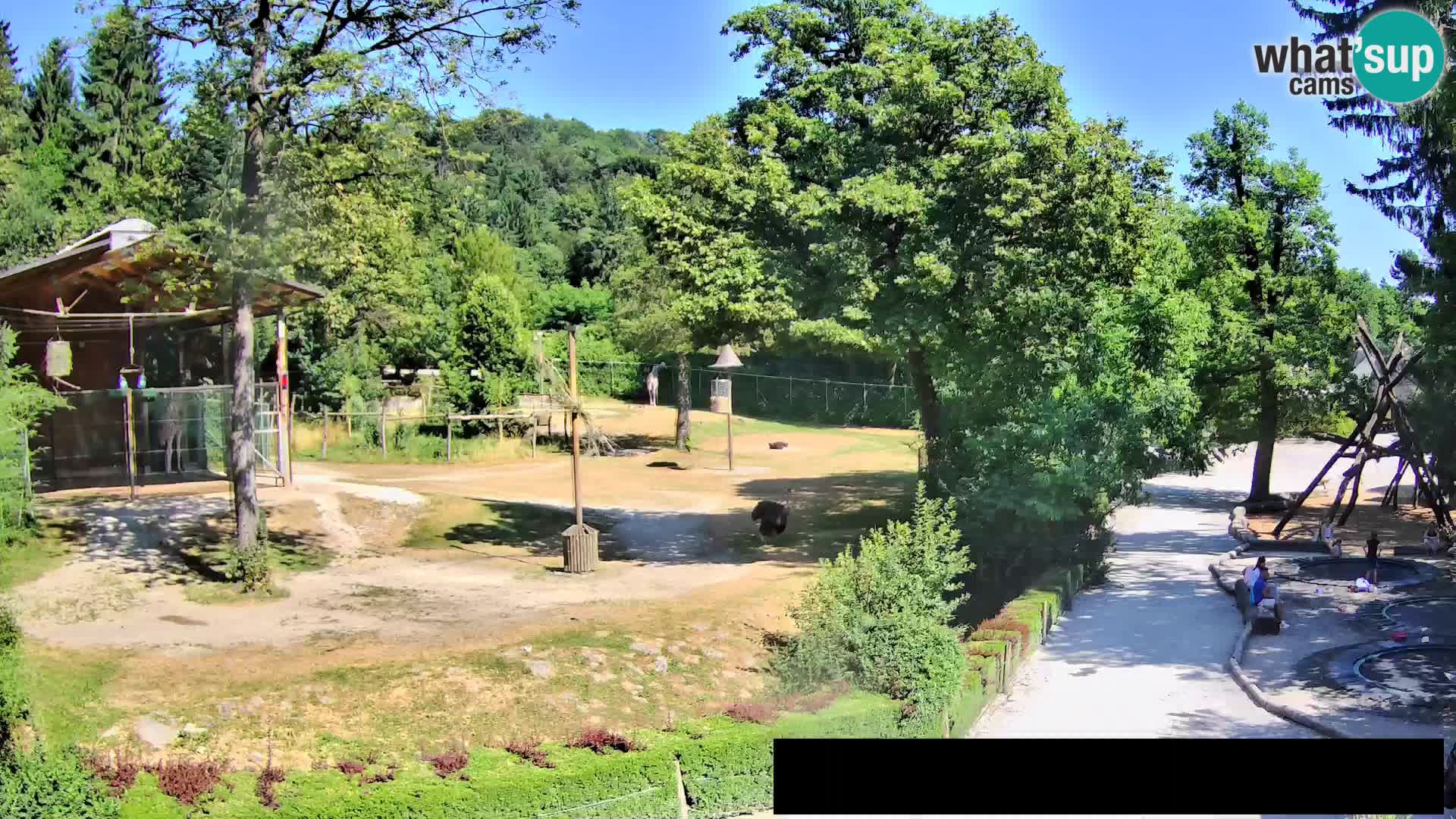 Webcam live Zoo Lubiana – Giraffe