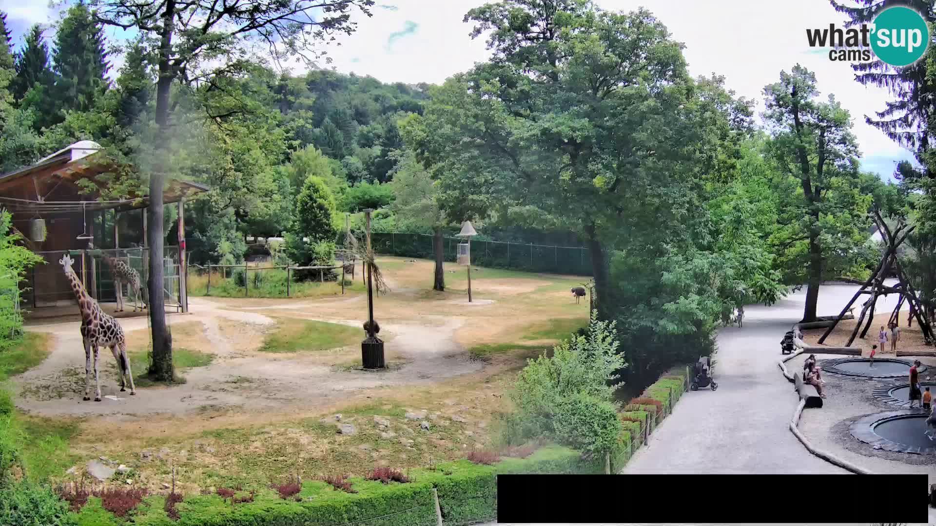 Webcam live Zoo Lubiana – Giraffe