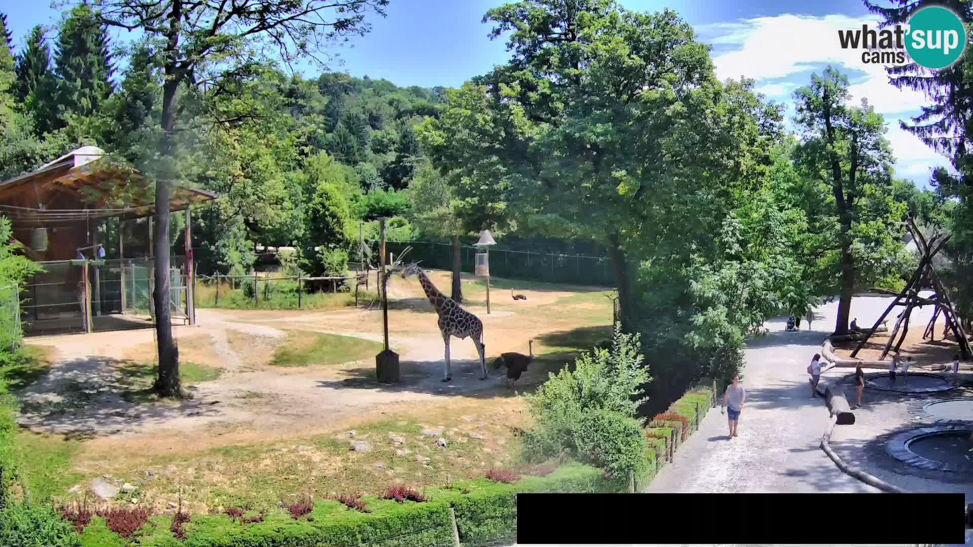 Webcam Zoo Ljubljana – Giraffen