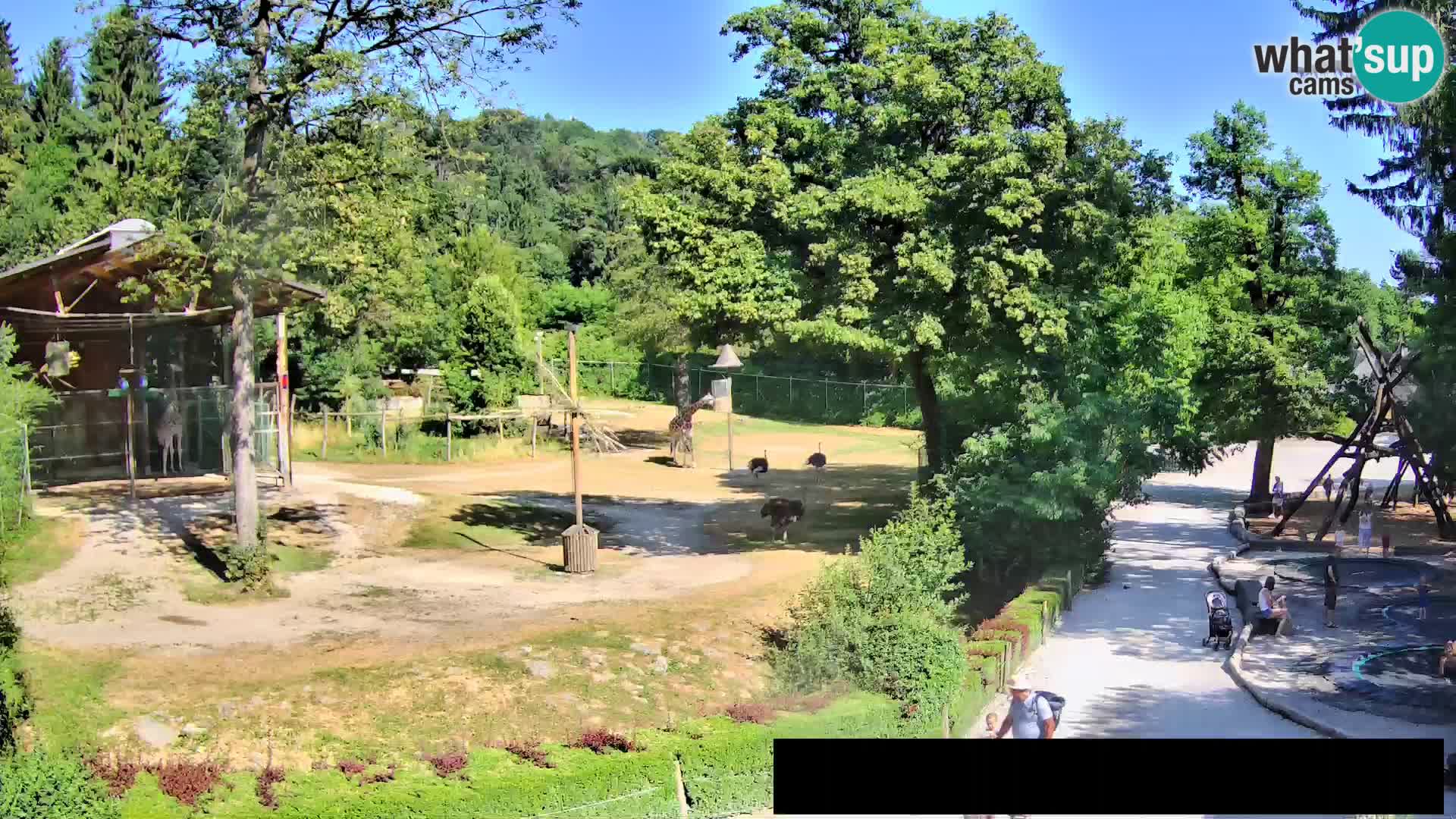 Spletna kamera Živalski vrt Ljubljana – Žirafe