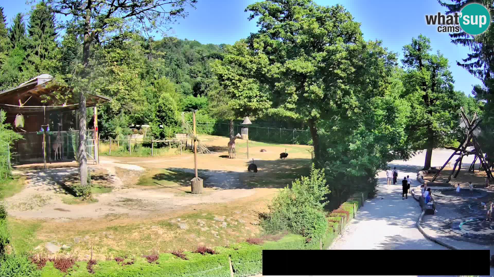 Webcam Zoo Ljubljana – Giraffes