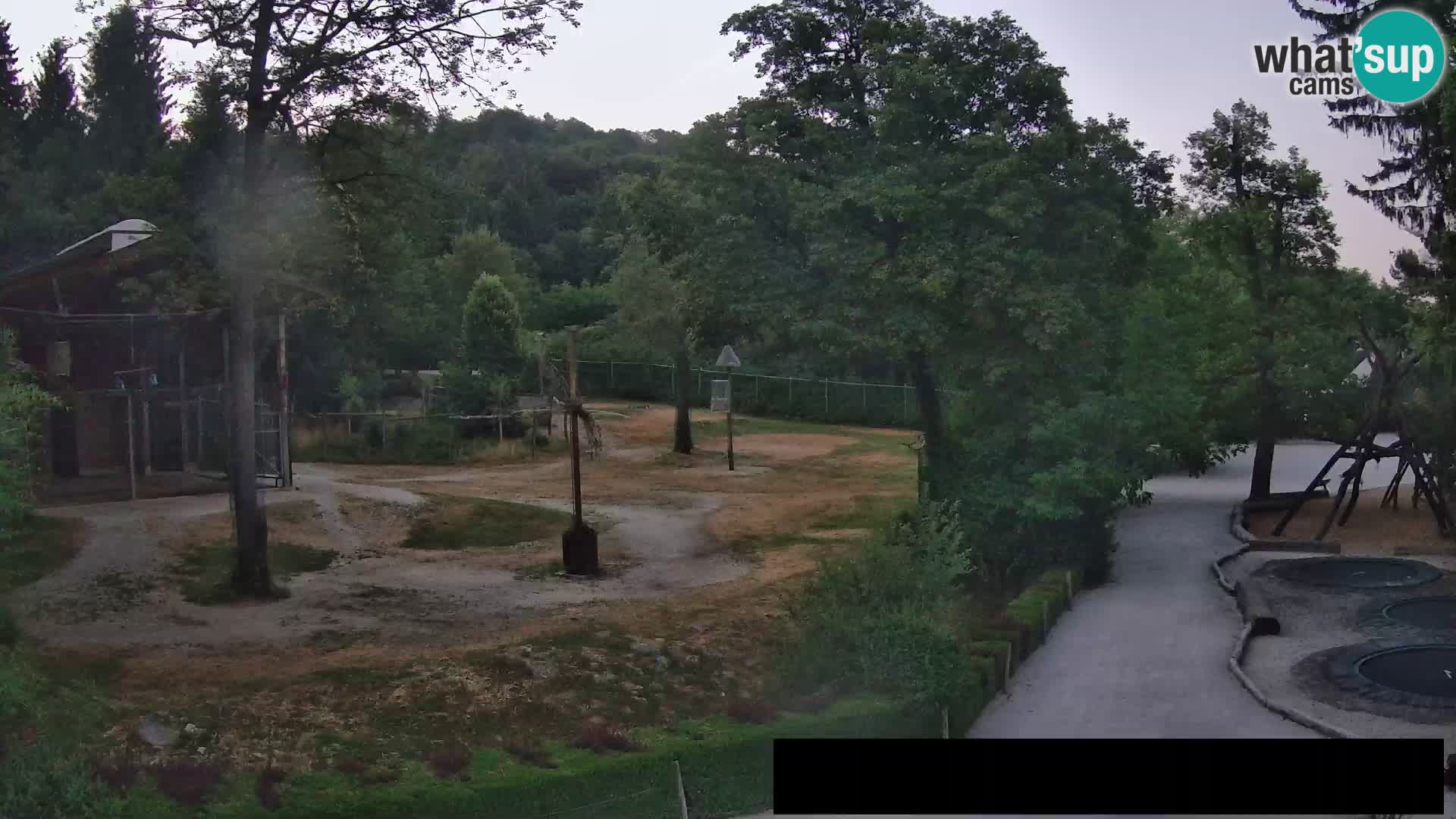 Webcam Zoo Ljubljana – Giraffes