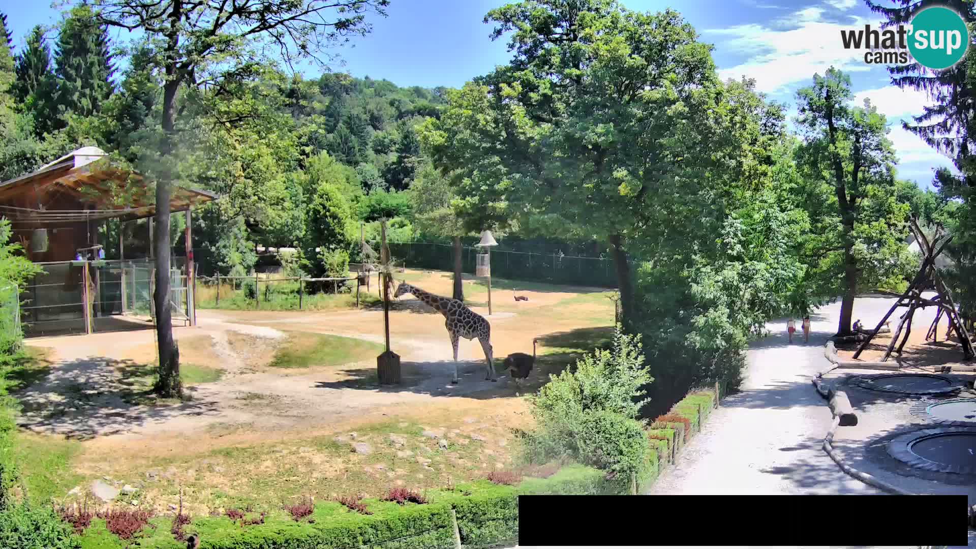 Webcam Zoo Ljubljana – Giraffes